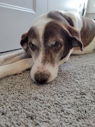 Enlarge Jake, an adopted Mixed Breed in Watertown, WI image 2/4