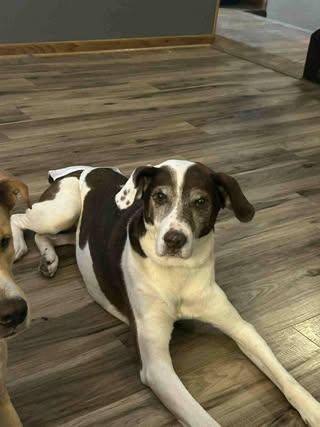 Enlarge Jake, an adopted Mixed Breed in Watertown, WI image 4/4