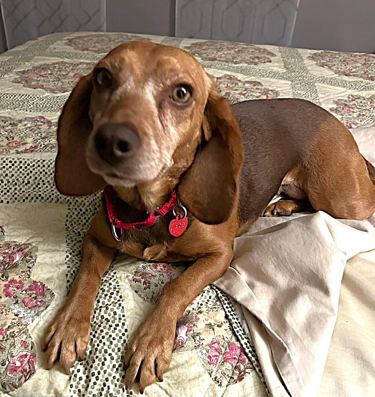 Enlarge Jade, a Adopted Beagle in Dunnellon, FL image 1/3