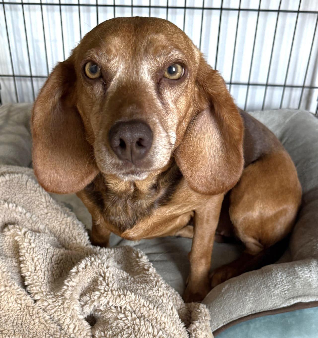 Enlarge Jade, a Adopted Beagle in Dunnellon, FL image 2/3