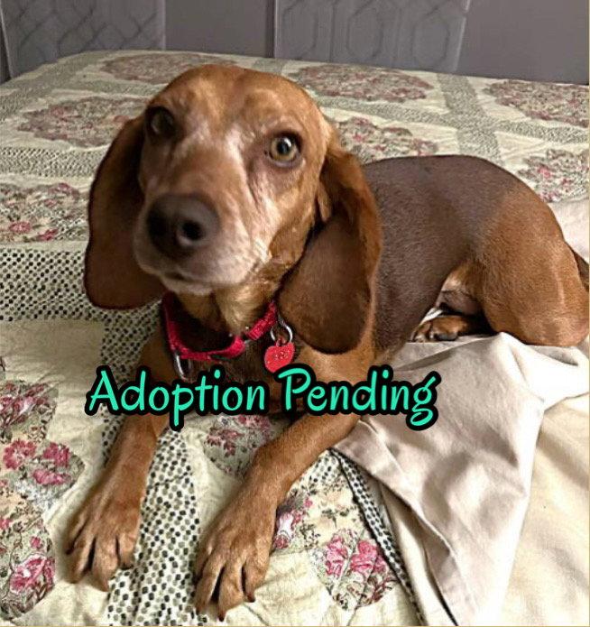 Enlarge Jade, a Adopted Beagle in Dunnellon, FL image 3/3