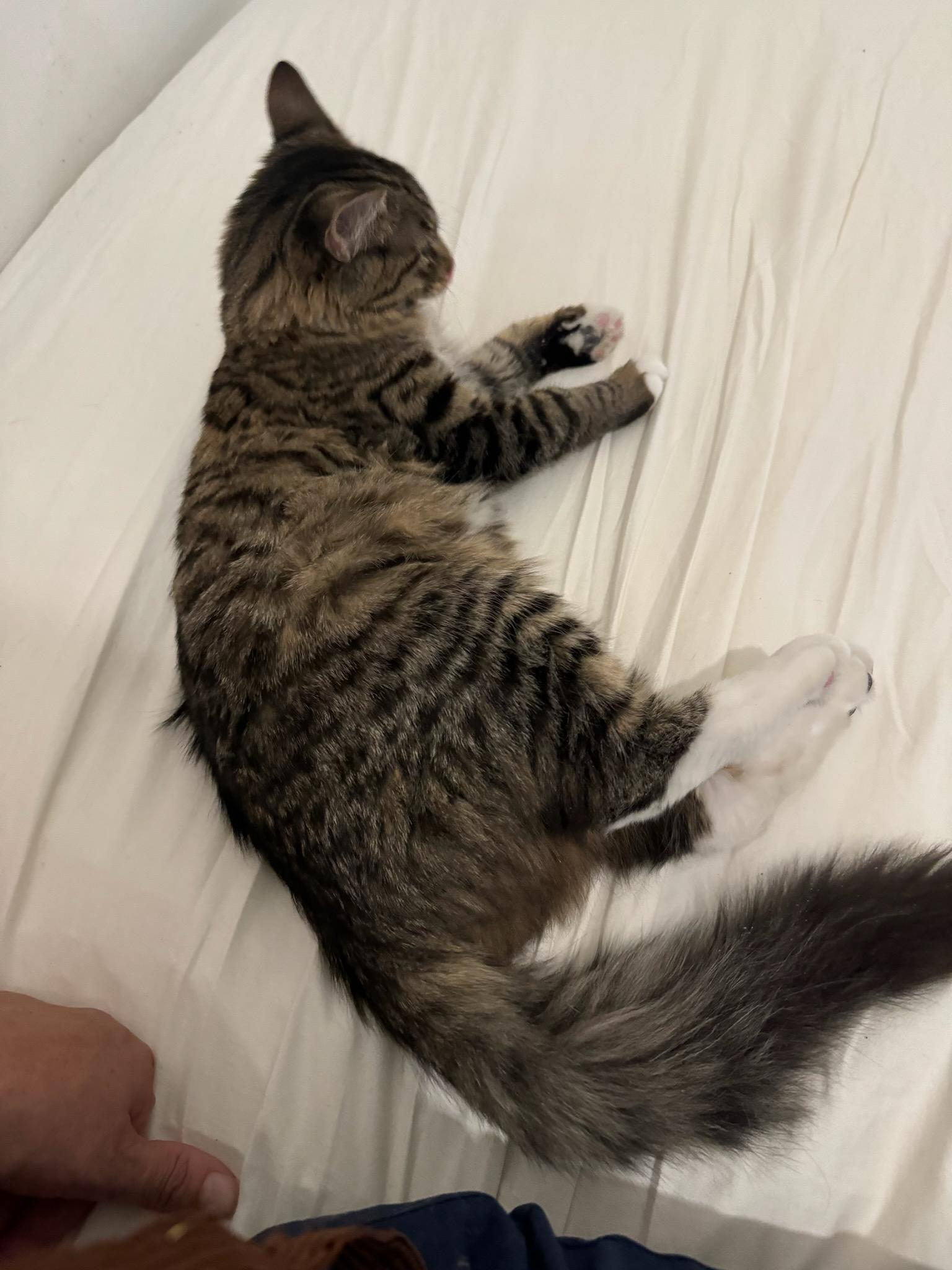 Enlarge Luna, a ADOPTABLE Domestic Medium Hair in Lincoln Park, NJ image 1/5