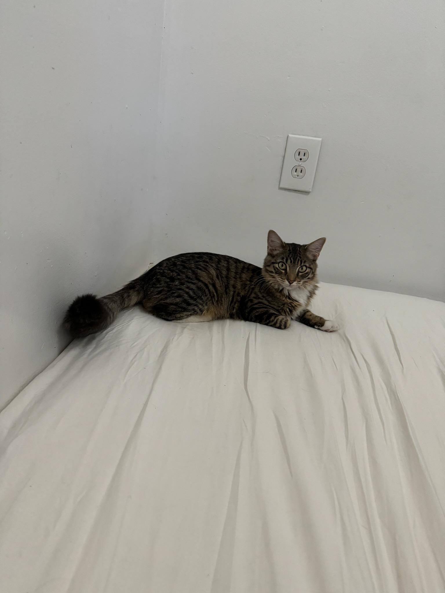 Enlarge Luna, a ADOPTABLE Domestic Medium Hair in Lincoln Park, NJ image 2/5