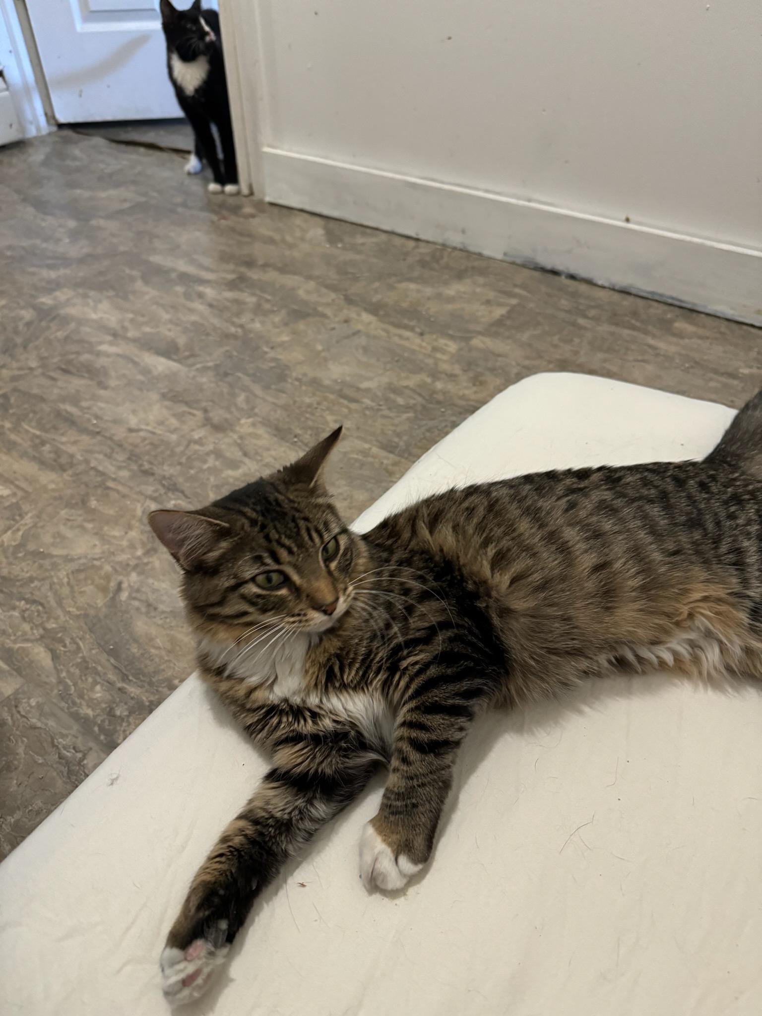 Enlarge Luna, a ADOPTABLE Domestic Medium Hair in Lincoln Park, NJ image 3/5