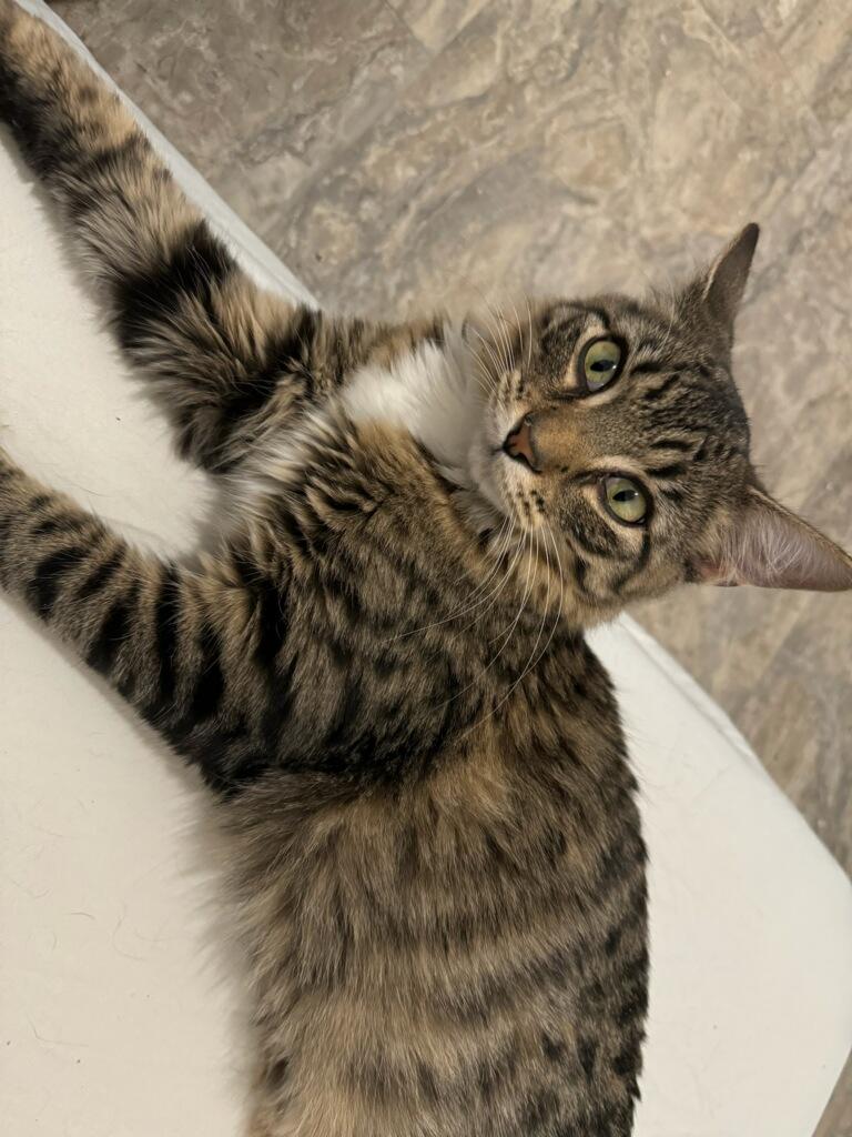 Enlarge Luna, a ADOPTABLE Domestic Medium Hair in Lincoln Park, NJ image 4/5