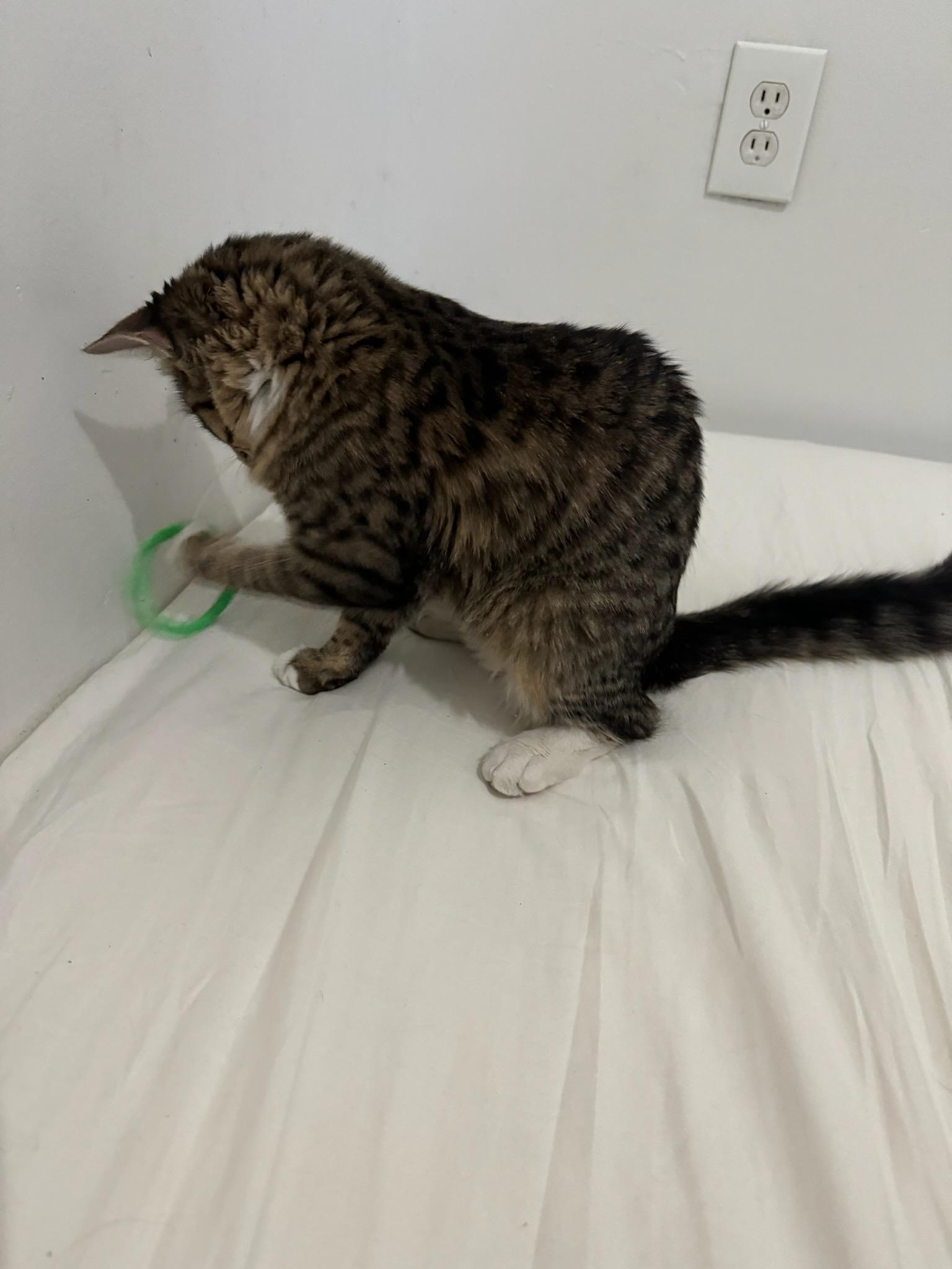 Enlarge Luna, a ADOPTABLE Domestic Medium Hair in Lincoln Park, NJ image 5/5