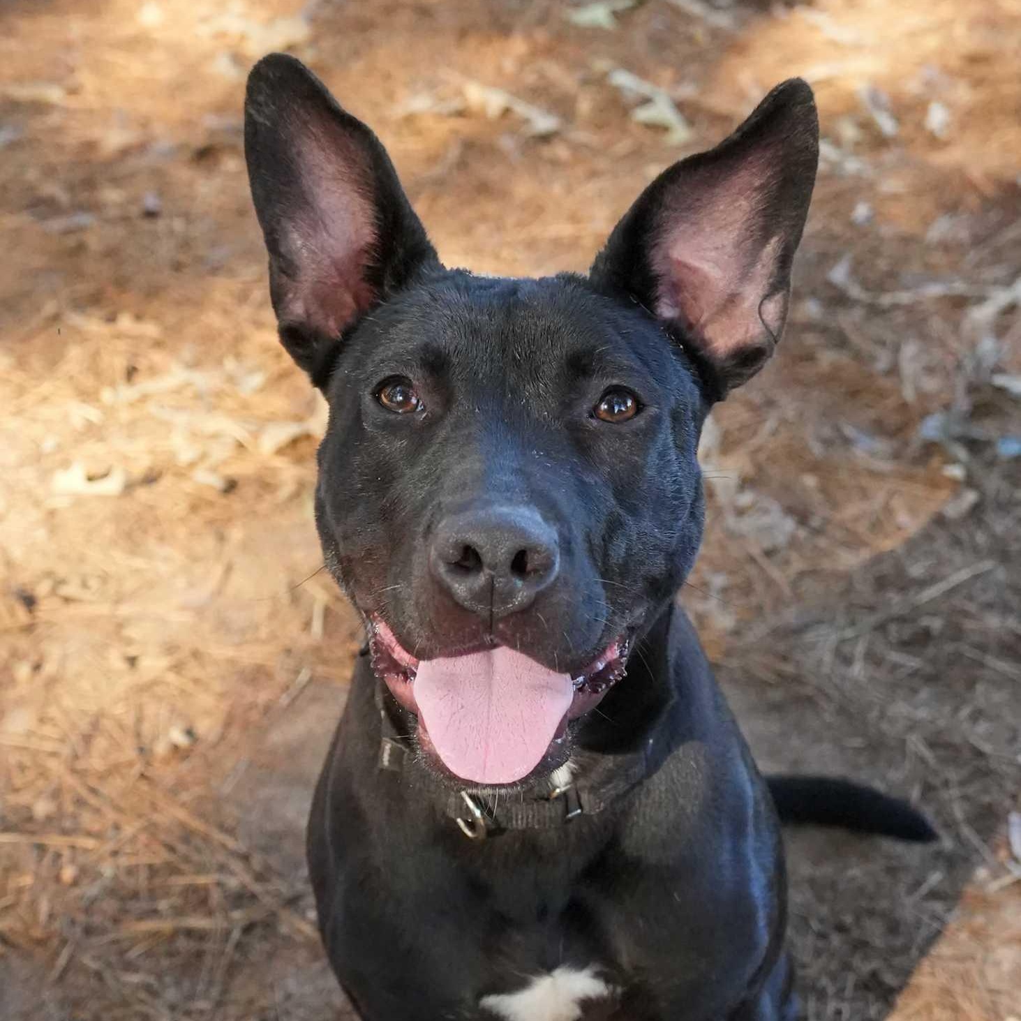 Marina 59076, ADOPTABLE, Adult Female Mixed Breed.