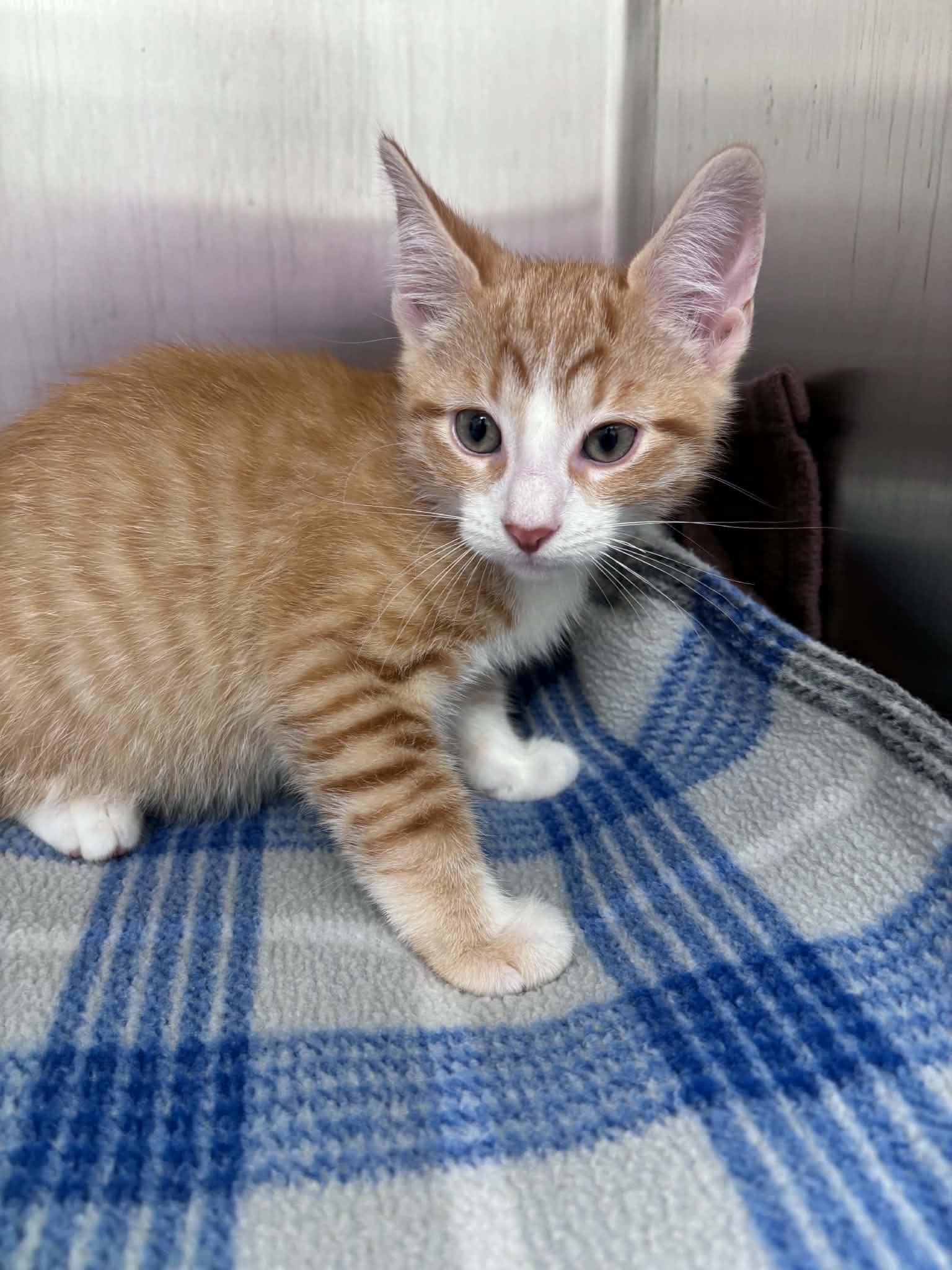 Enlarge Cheddar Cheese (Lisa-fostered in TN), an adoptable mixed breed in Brooklyn, CT image 3/3