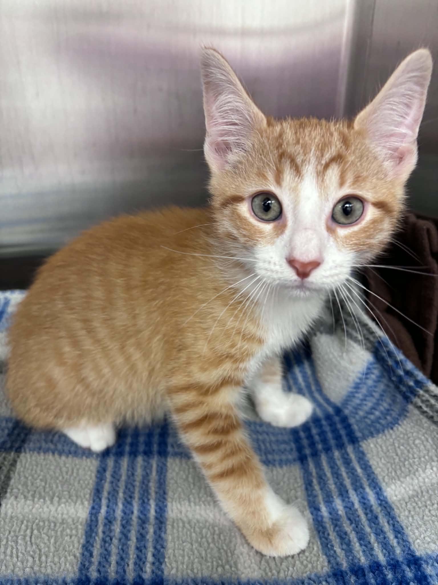Cheddar Cheese (Lisa-fostered in TN), adoptable, Kitten Male Domestic Short Hair & Tabby.