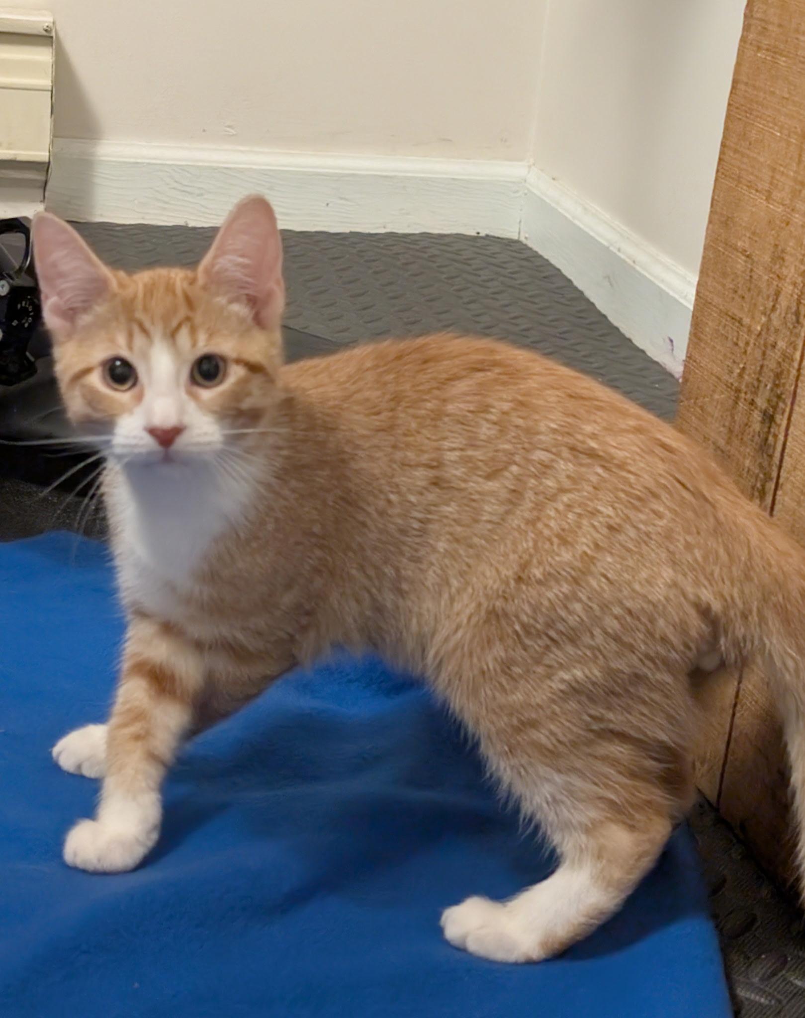 Cheddar Cheese (Tiff-fostered in New England), adoptable, Kitten Male Domestic Short Hair & Tabby.