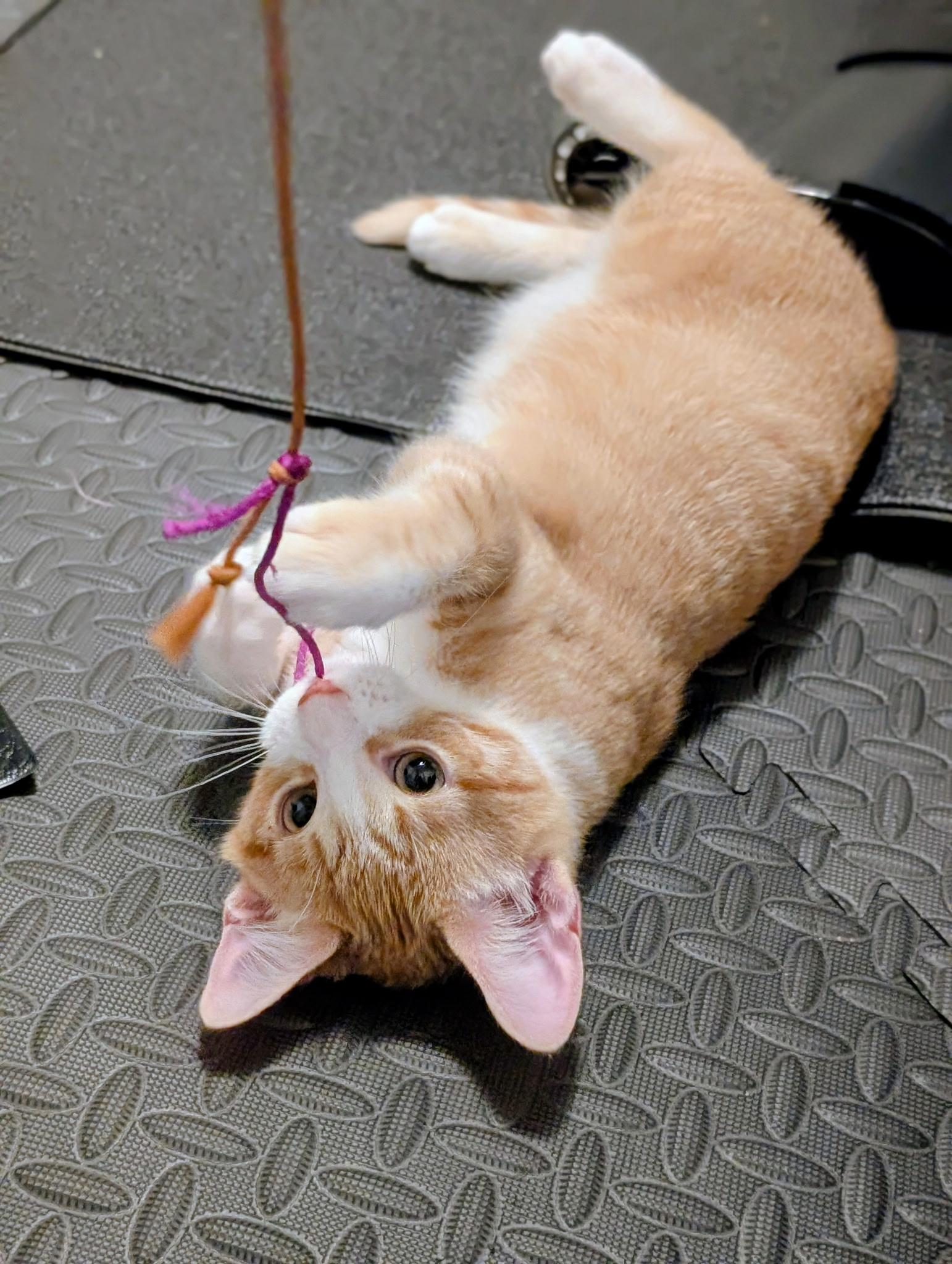 Enlarge Cheddar Cheese (Tiff-fostered in New England), an adoptable mixed breed in Brooklyn, CT image 6/6