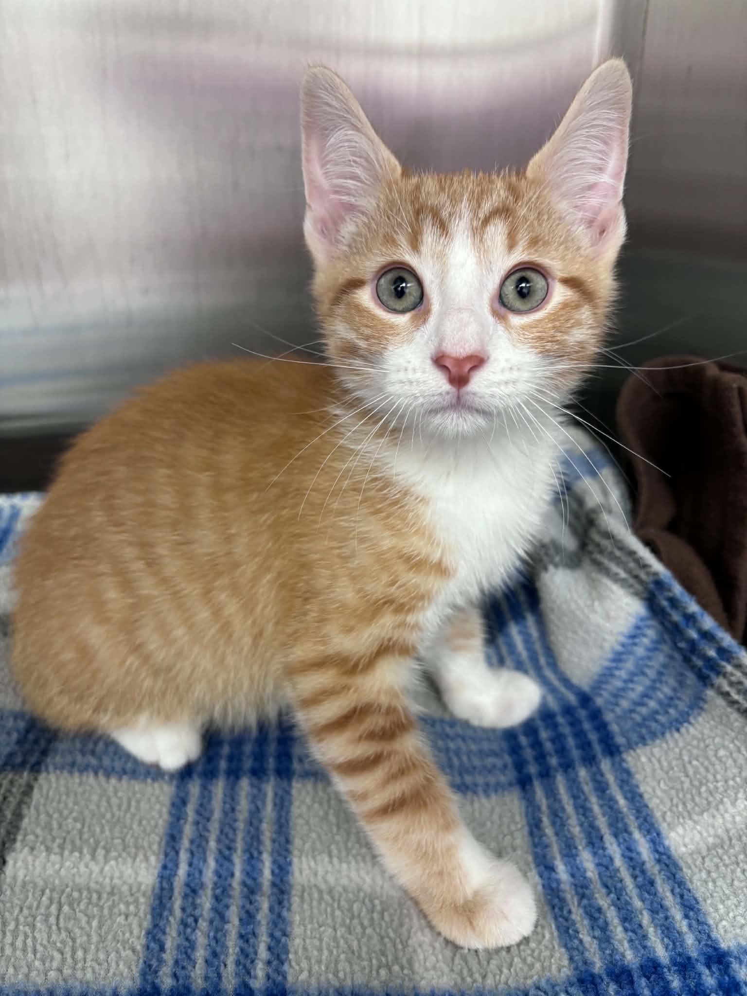 Enlarge Cheddar Cheese (Lisa-fostered in TN), an adoptable mixed breed in Brooklyn, CT image 2/3
