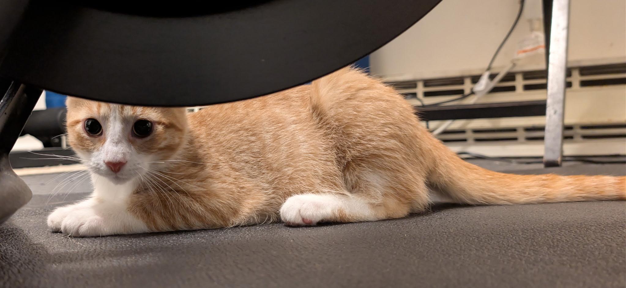 Enlarge Cheddar Cheese (Tiff-fostered in New England), an adoptable mixed breed in Brooklyn, CT image 5/6