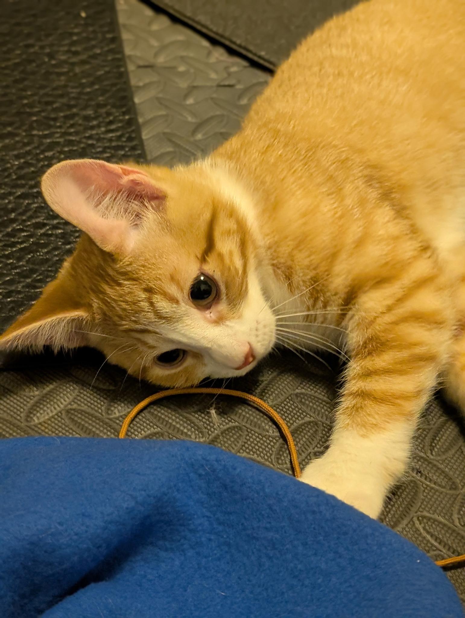 Enlarge Cheddar Cheese (Tiff-fostered in New England), an adoptable mixed breed in Brooklyn, CT image 3/6