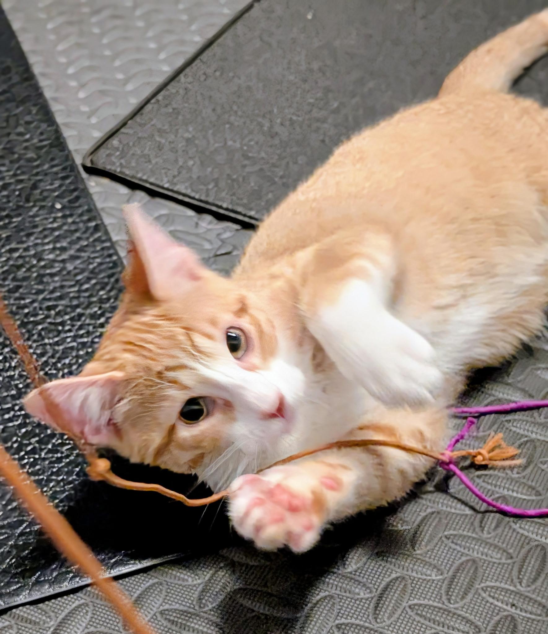 Enlarge Cheddar Cheese (Tiff-fostered in New England), an adoptable mixed breed in Brooklyn, CT image 4/6