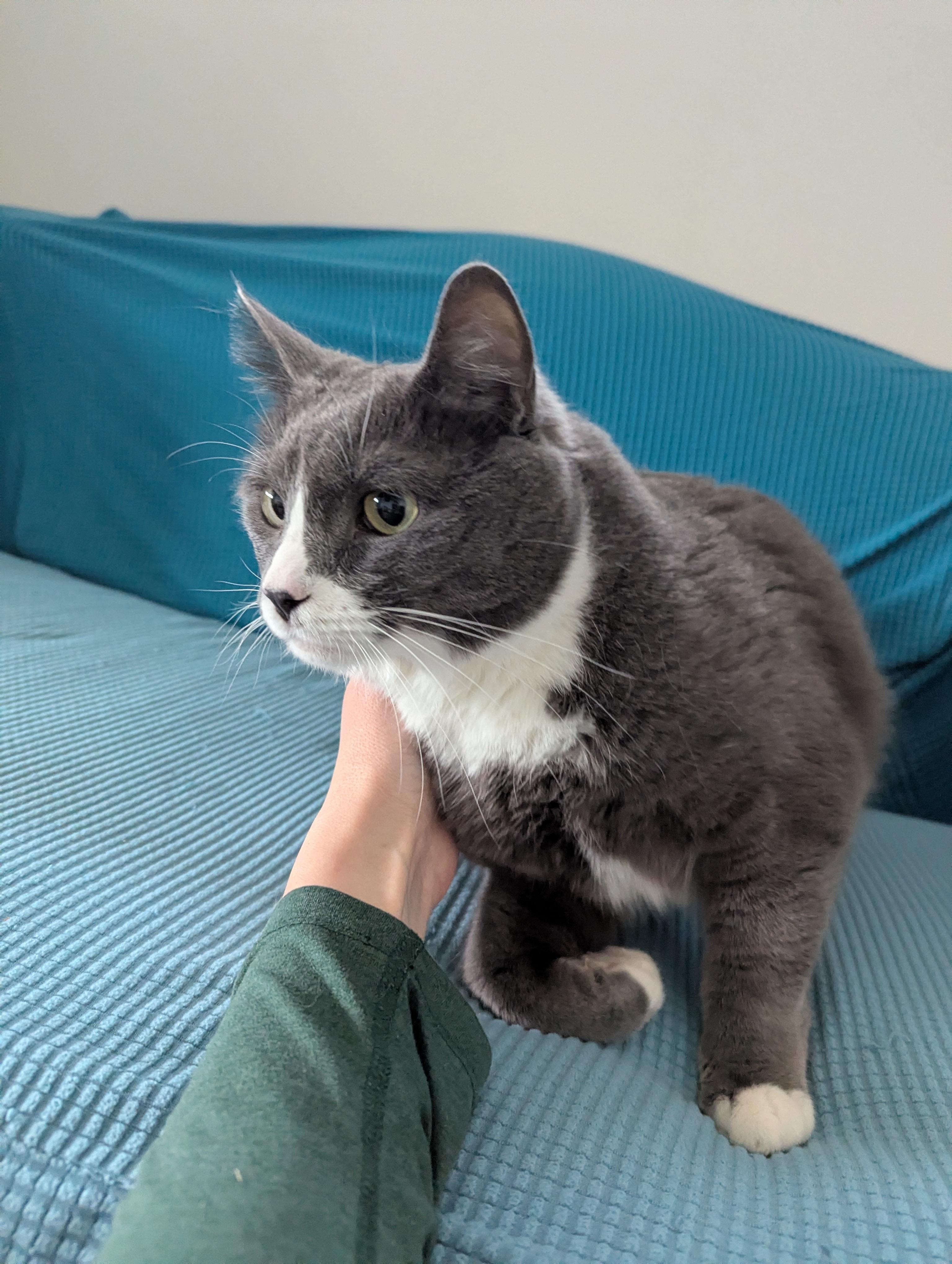 Stanley, ADOPTABLE, Adult Male Domestic Short Hair & Manx.