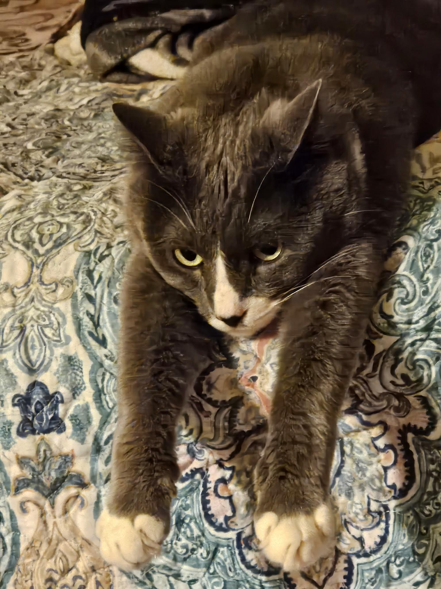 Enlarge Stanley, a ADOPTABLE mixed breed in West Richland, WA image 6/6