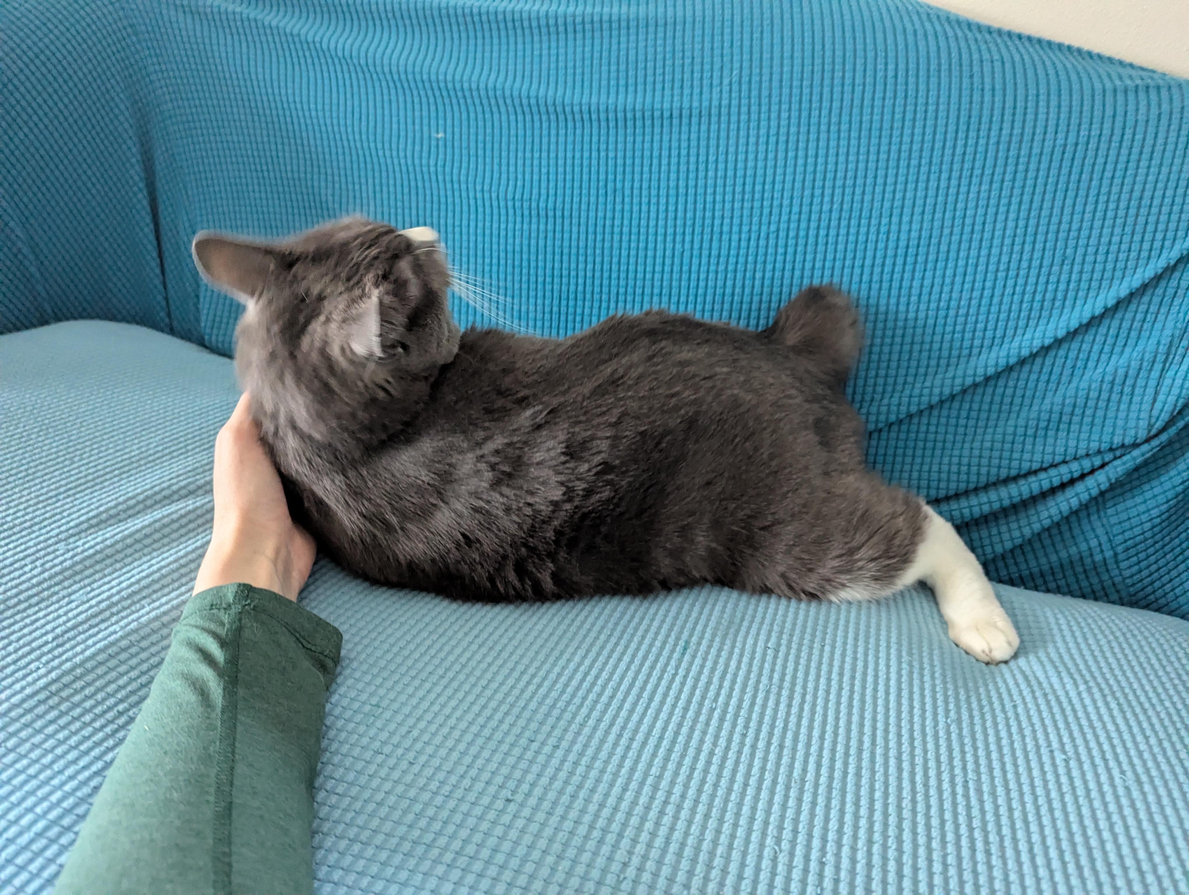 Enlarge Stanley, a ADOPTABLE mixed breed in West Richland, WA image 3/6