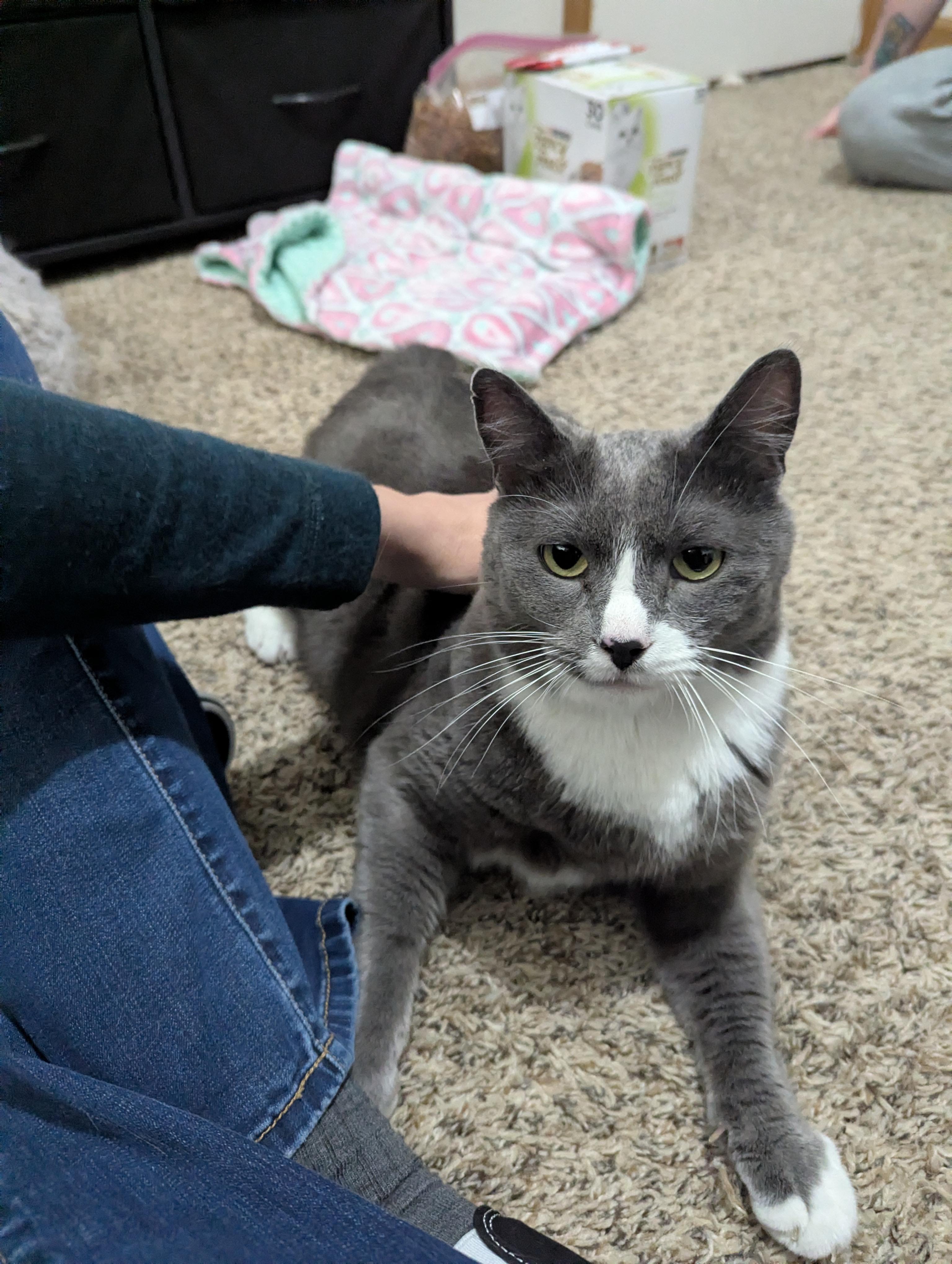 Enlarge Stanley, a ADOPTABLE mixed breed in West Richland, WA image 5/6