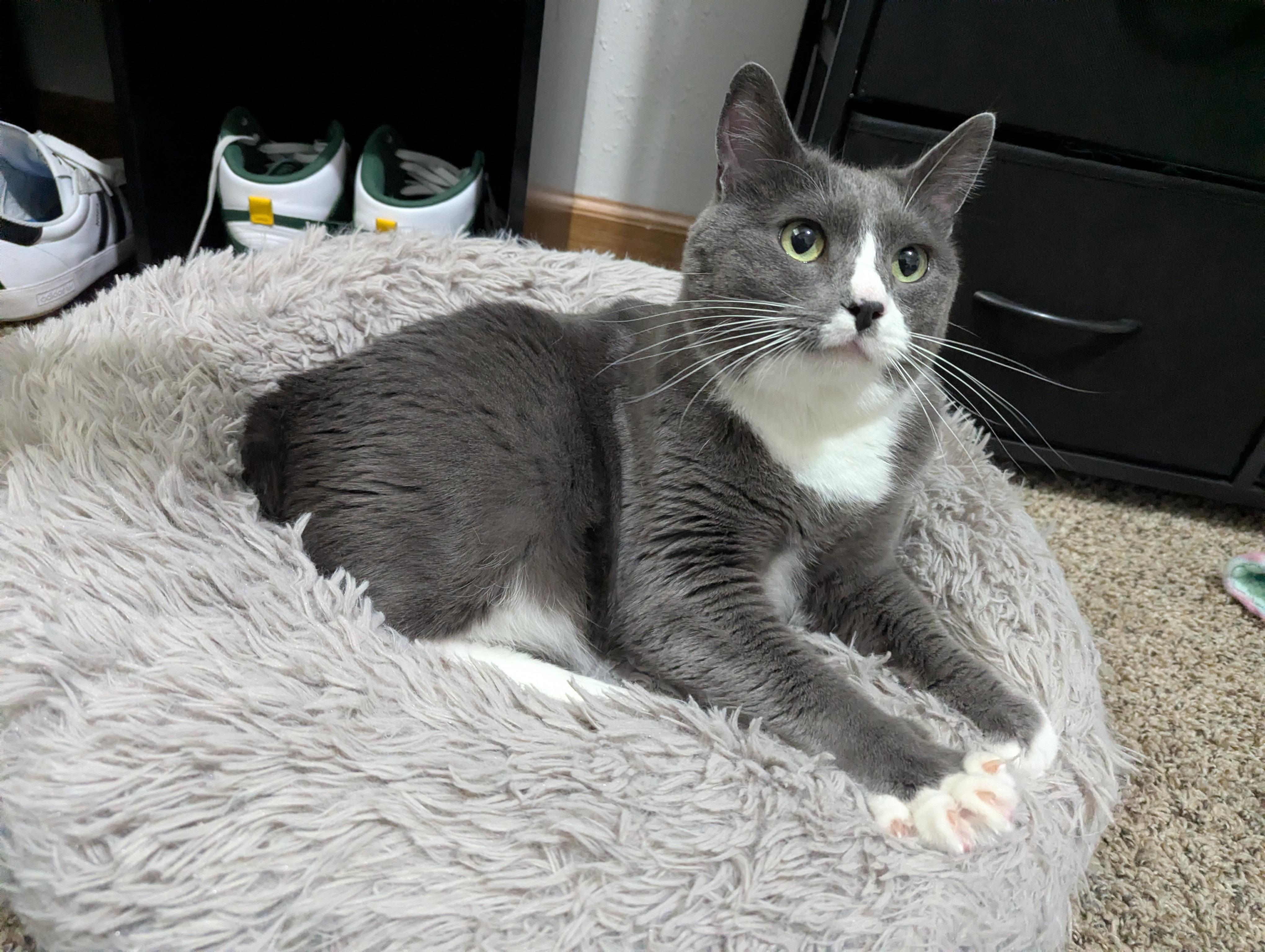 Enlarge Stanley, a ADOPTABLE mixed breed in West Richland, WA image 2/6