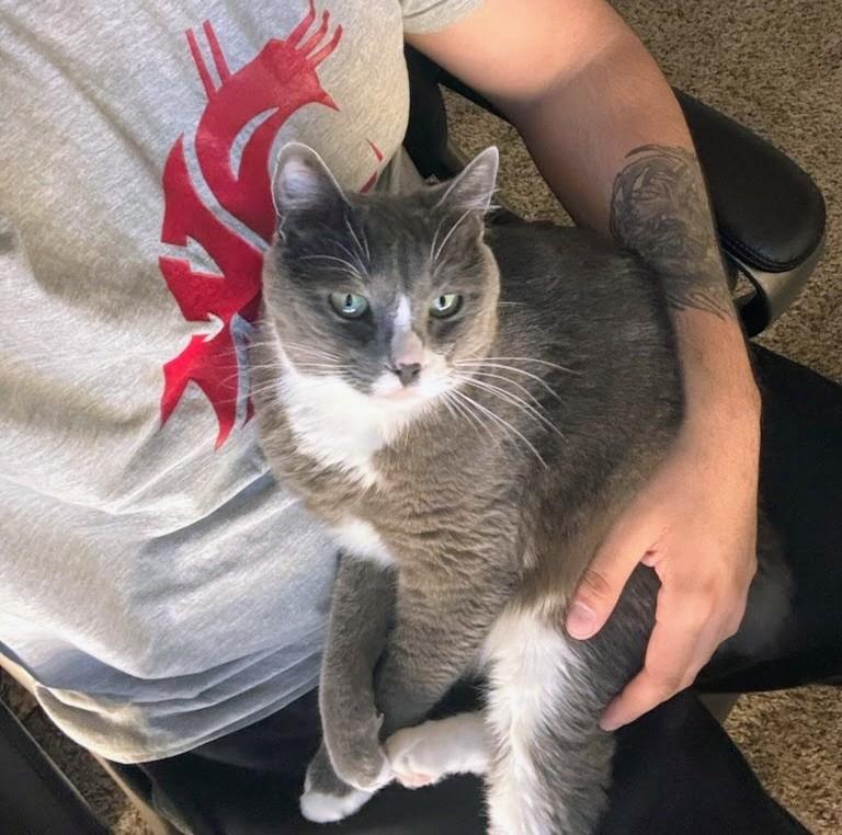 Enlarge Stanley, a ADOPTABLE mixed breed in West Richland, WA image 4/6