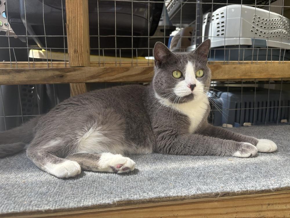 Sugar, Adoptable, Adult Female Domestic Short Hair.