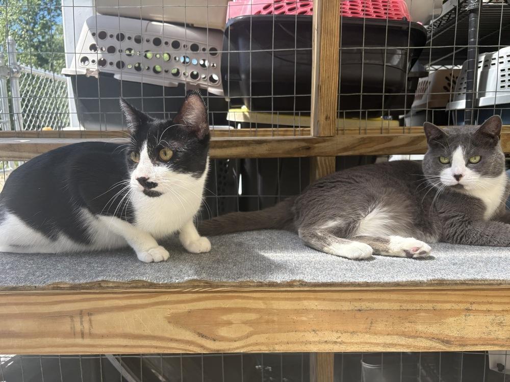 Sugar, a Adoptable Domestic Short Hair in Trenton, ME image 2/3