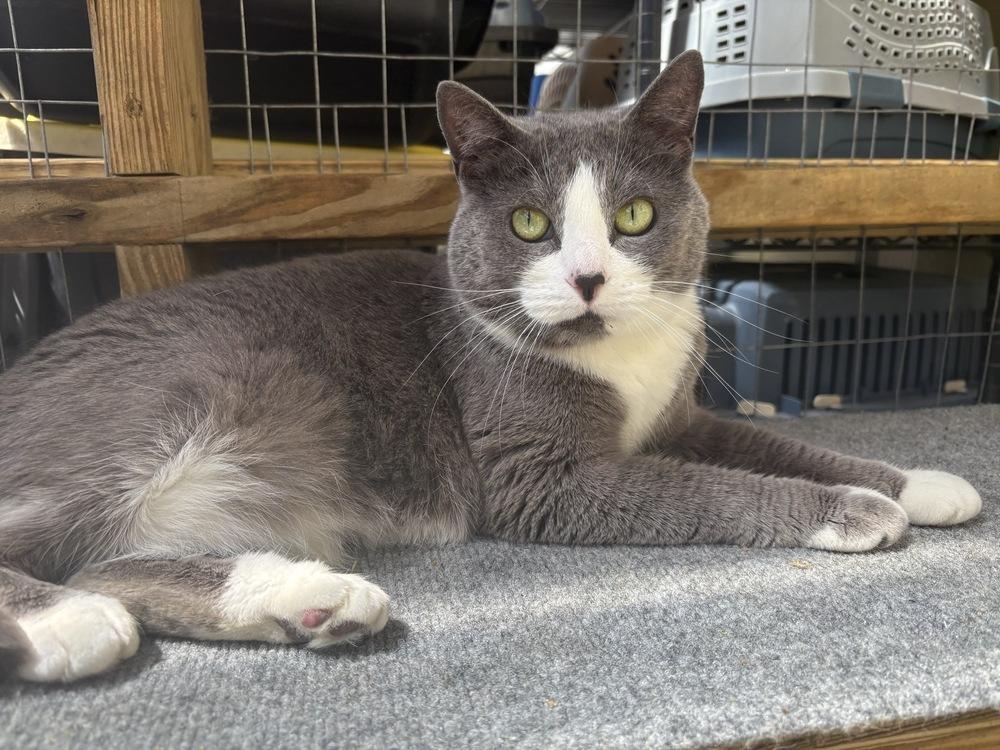Sugar, a Adoptable Domestic Short Hair in Trenton, ME image 3/3