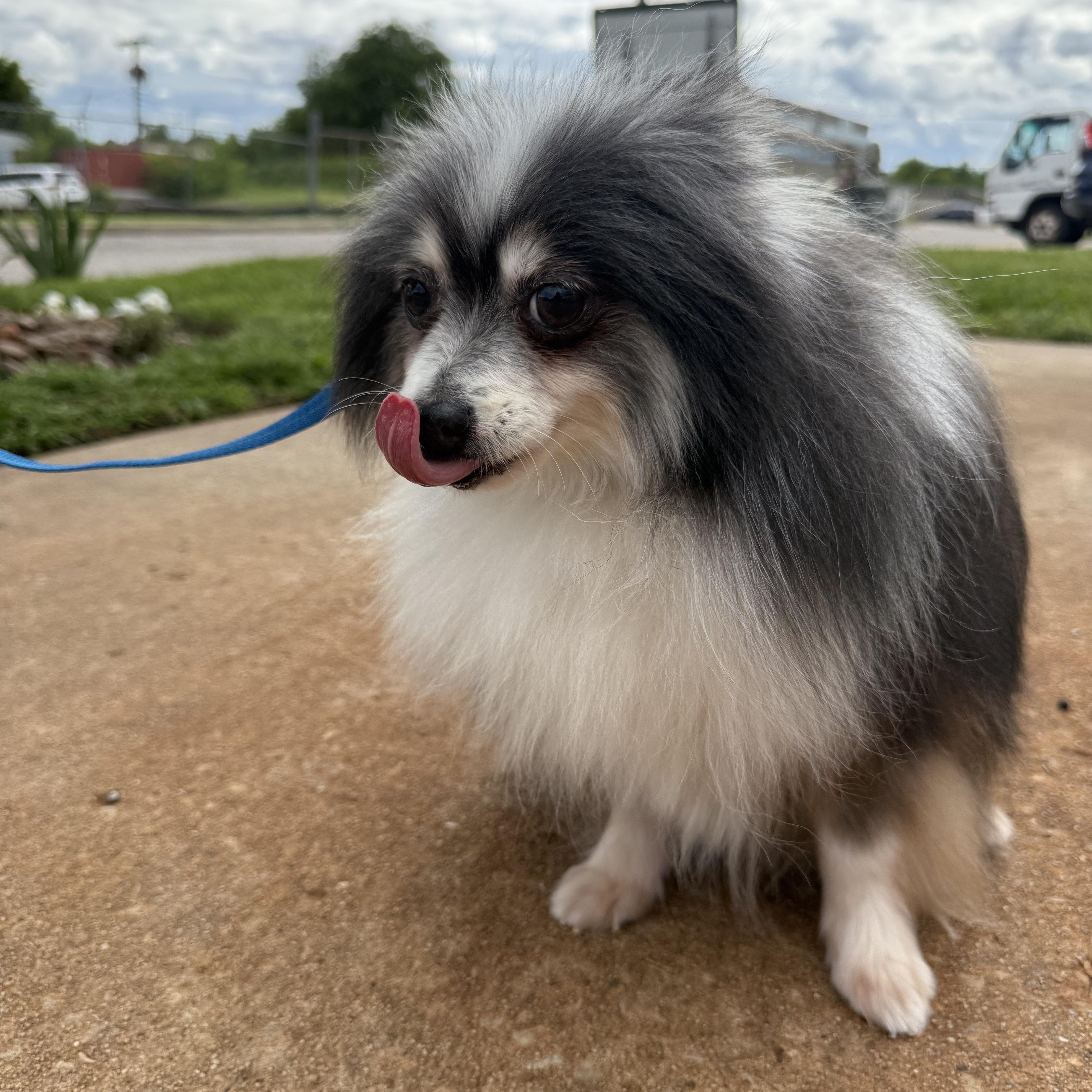 Remington (Remi) Lexington