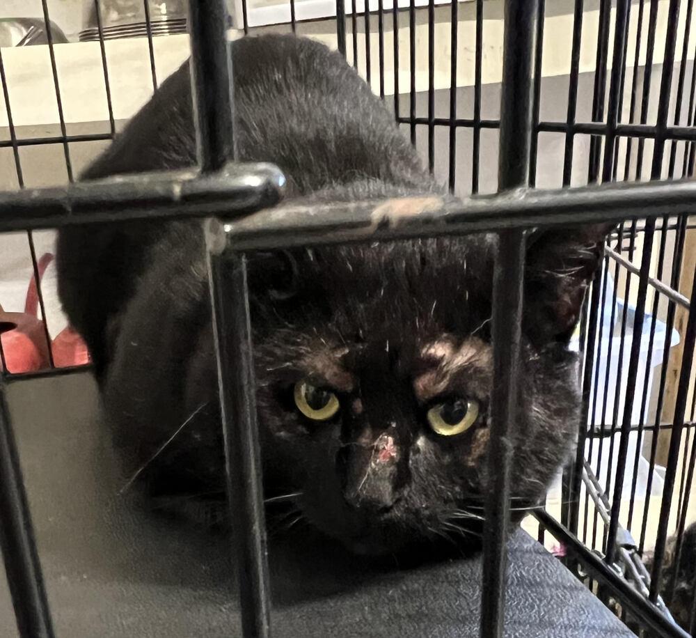 Vincent, Adopted, Adult Male Domestic Short Hair.