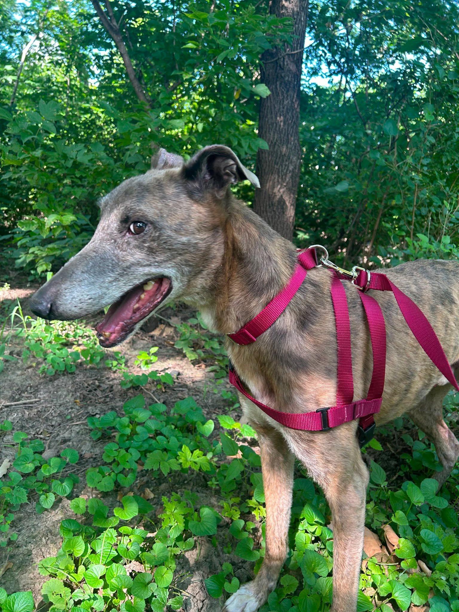 Enlarge Thunder, a ADOPTABLE mixed breed in Winter Park, FL image 1/1