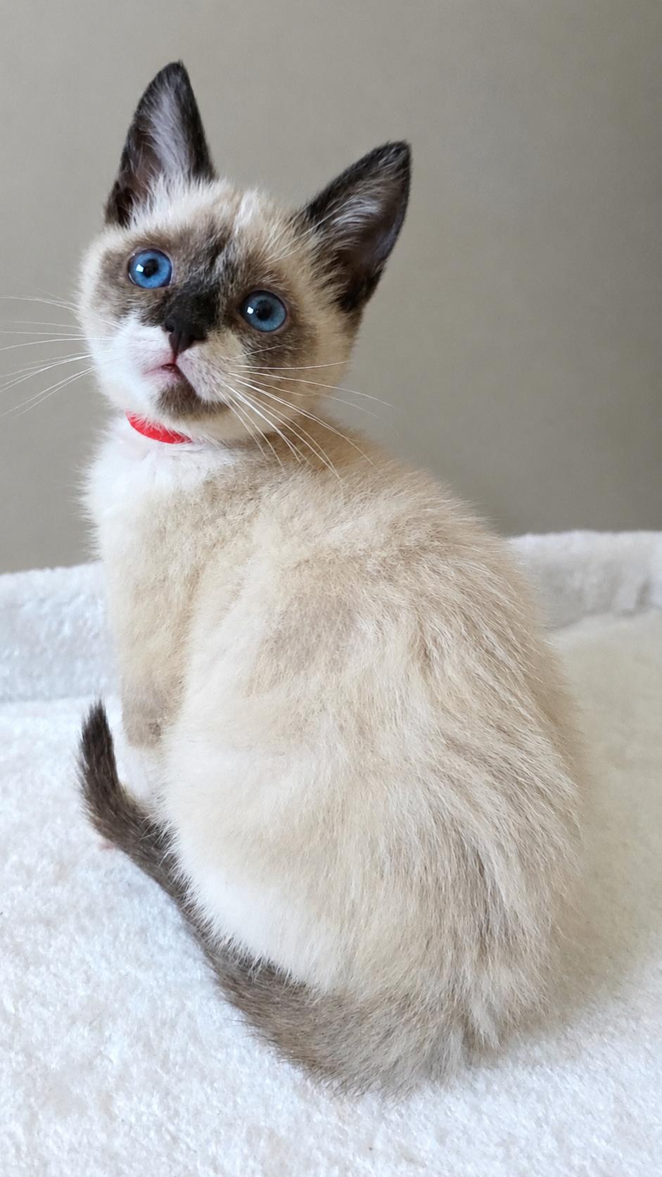 Beatrice, Adoptable, Kitten Female Siamese & Domestic Short Hair.