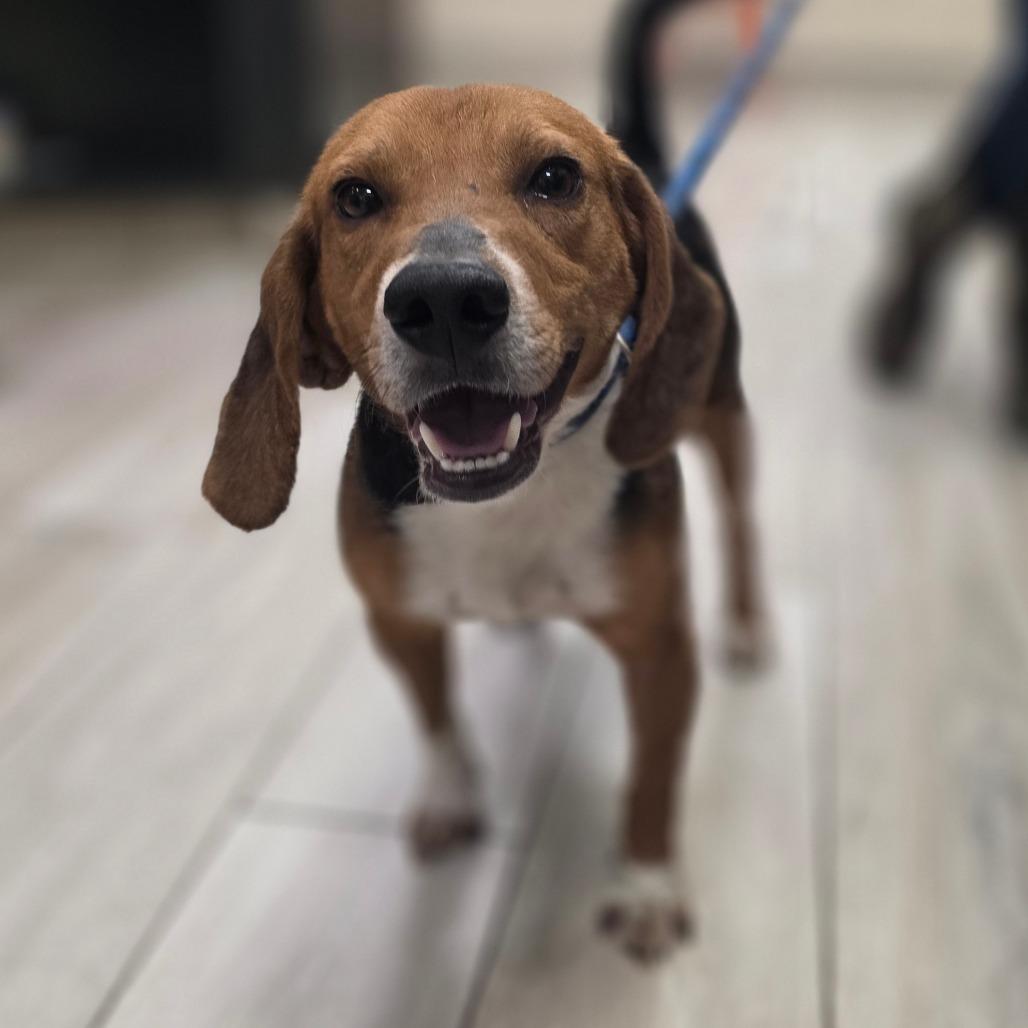 Pyrite, Adoptable, Adult Male Beagle.