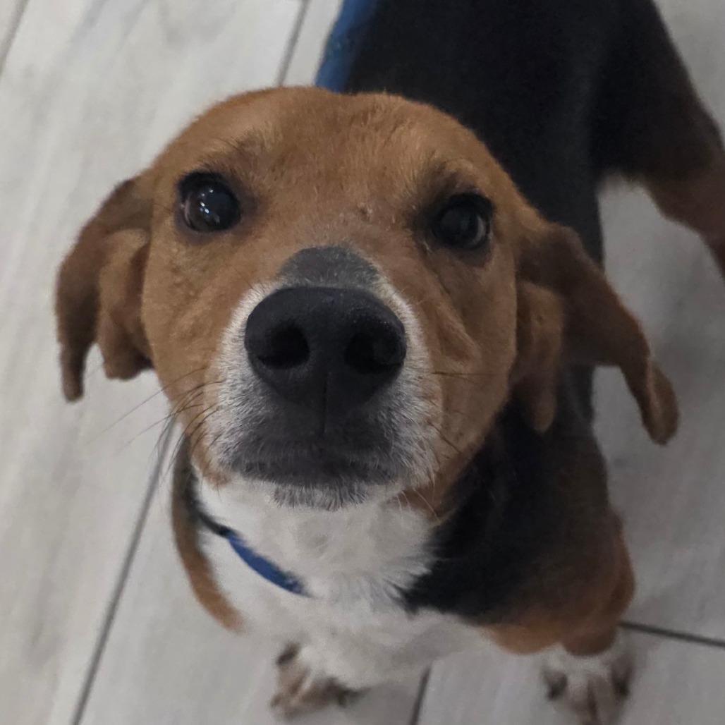 Enlarge Pyrite, a Adoptable Beagle in Chatham, VA image 2/2