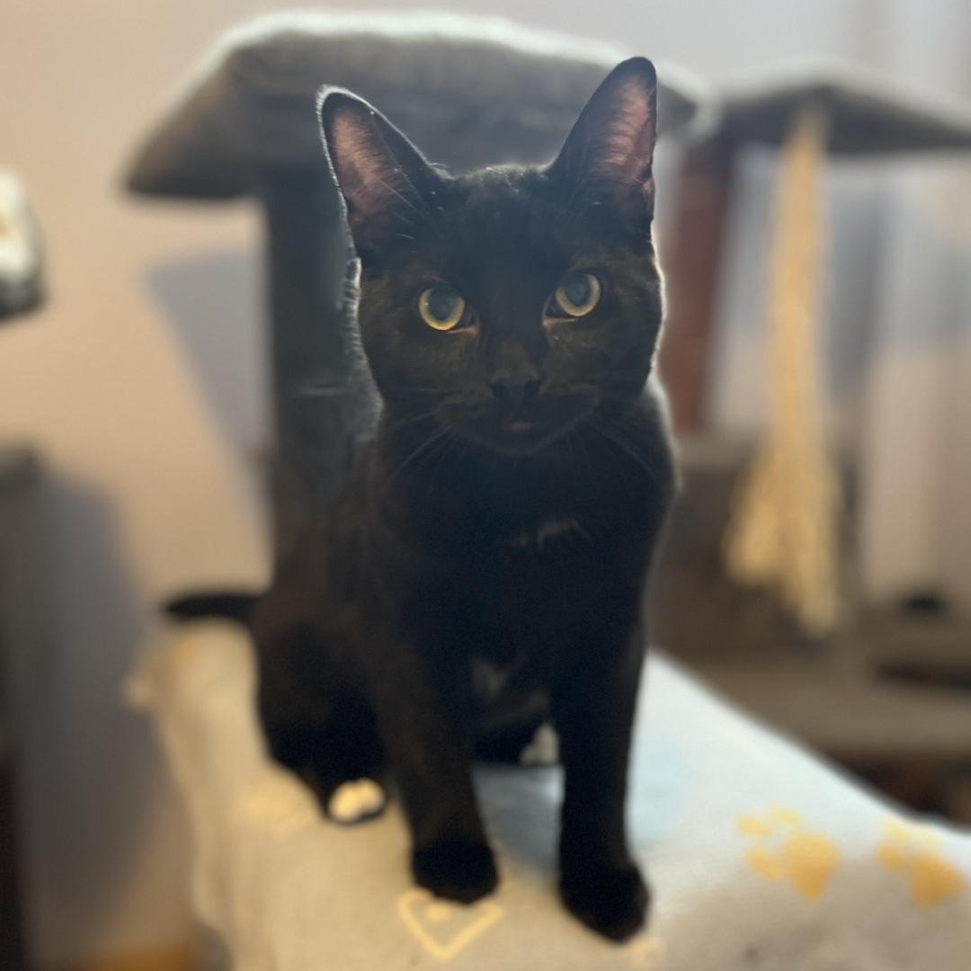 Nigel and Bennett, Young Male Domestic Short Hair