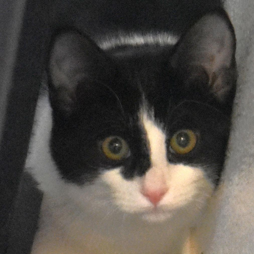 Marie, a Adoptable Domestic Short Hair in Rifle, CO image 1/4