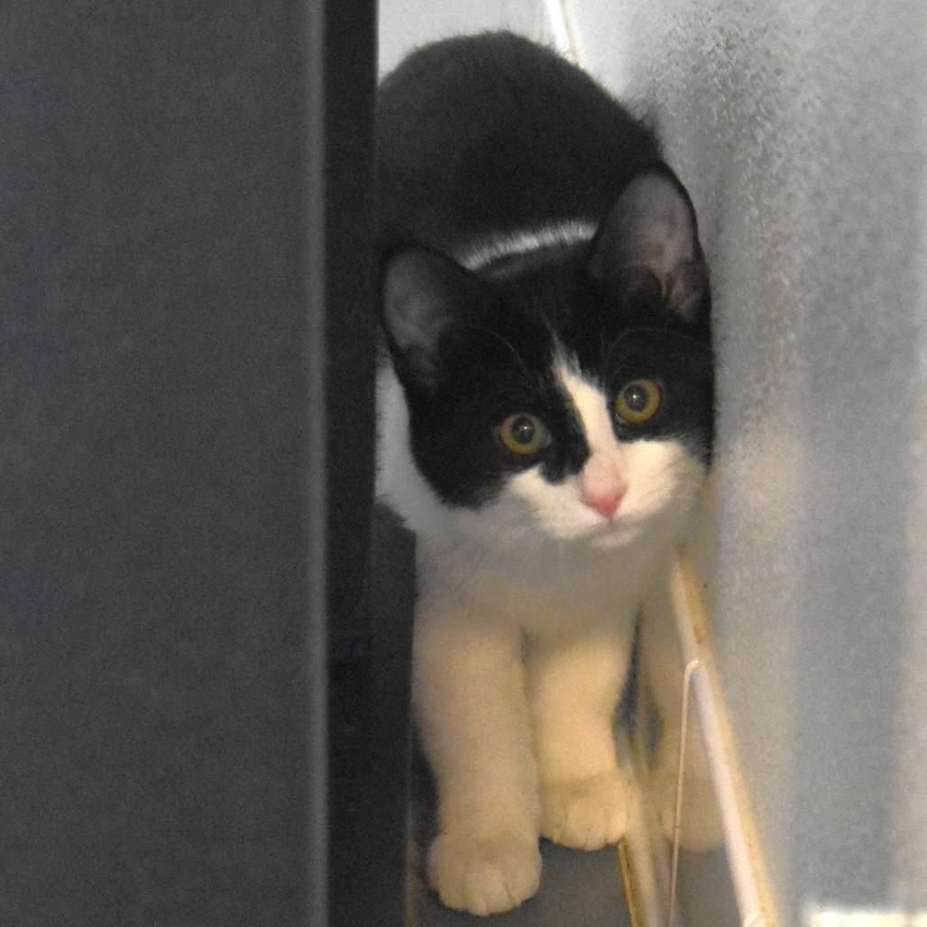 Marie, a Adoptable Domestic Short Hair in Rifle, CO image 2/4