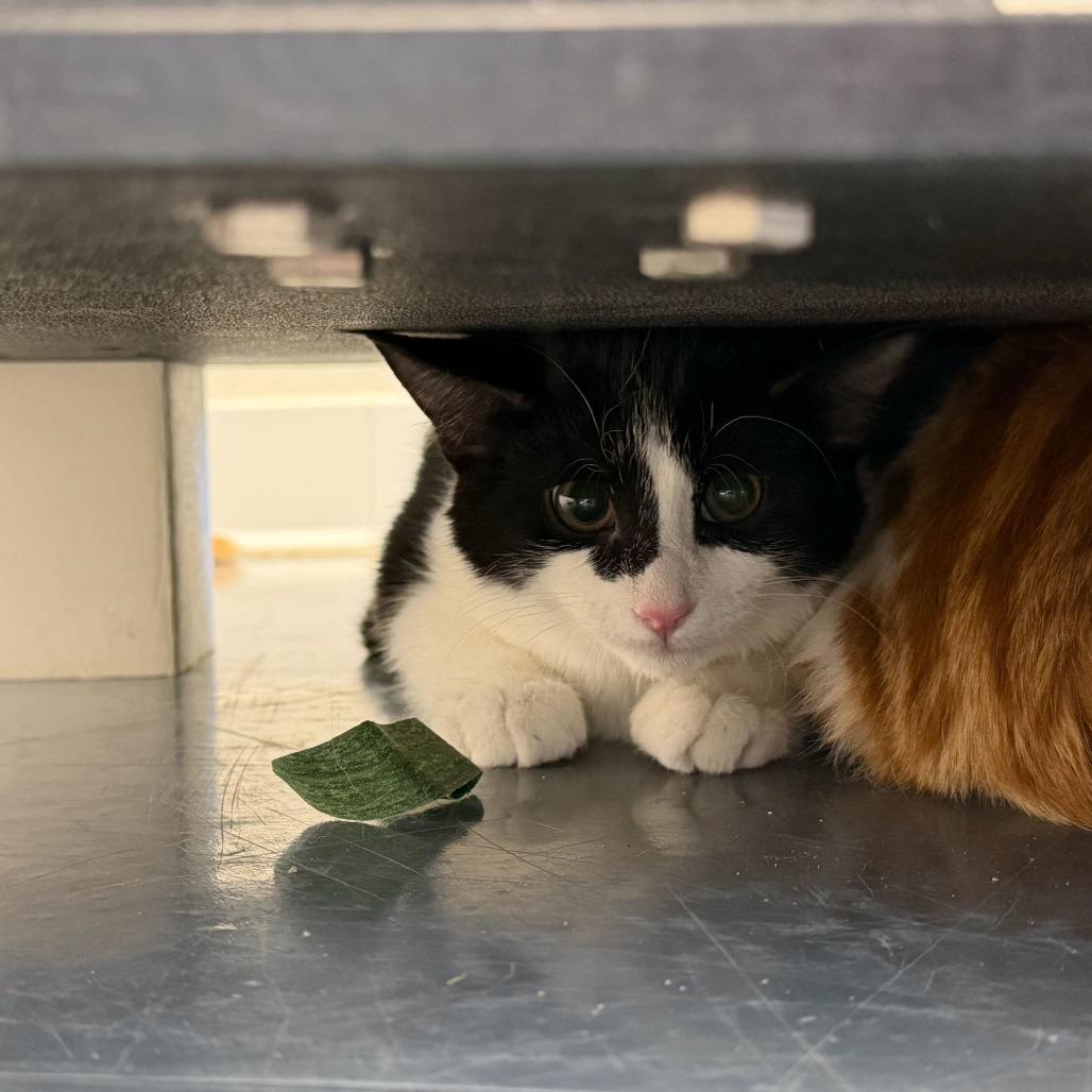 Marie, a Adoptable Domestic Short Hair in Rifle, CO image 3/4