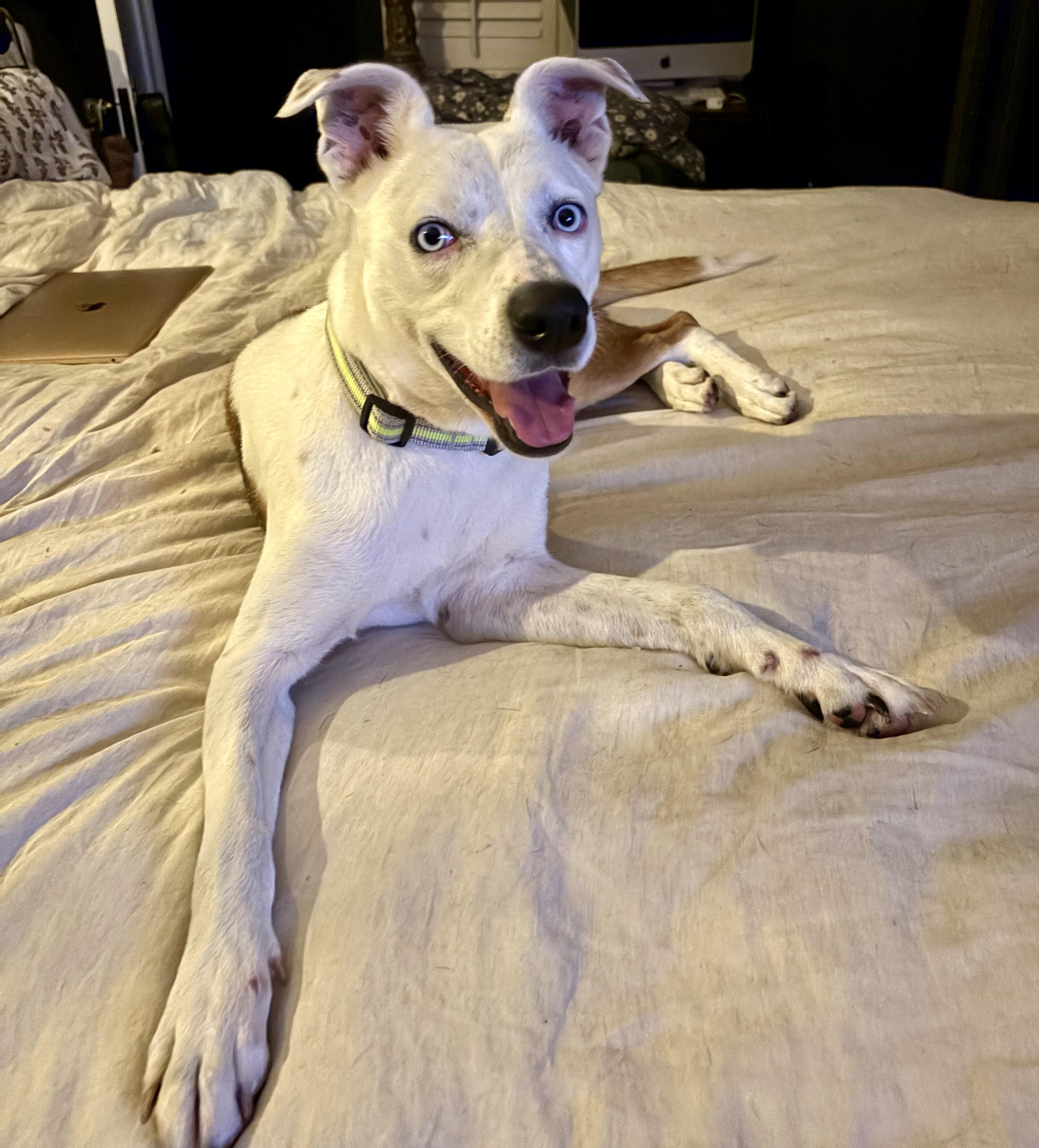 Enlarge Darla, a Adoptable mixed breed in Tarzana, CA image 2/5