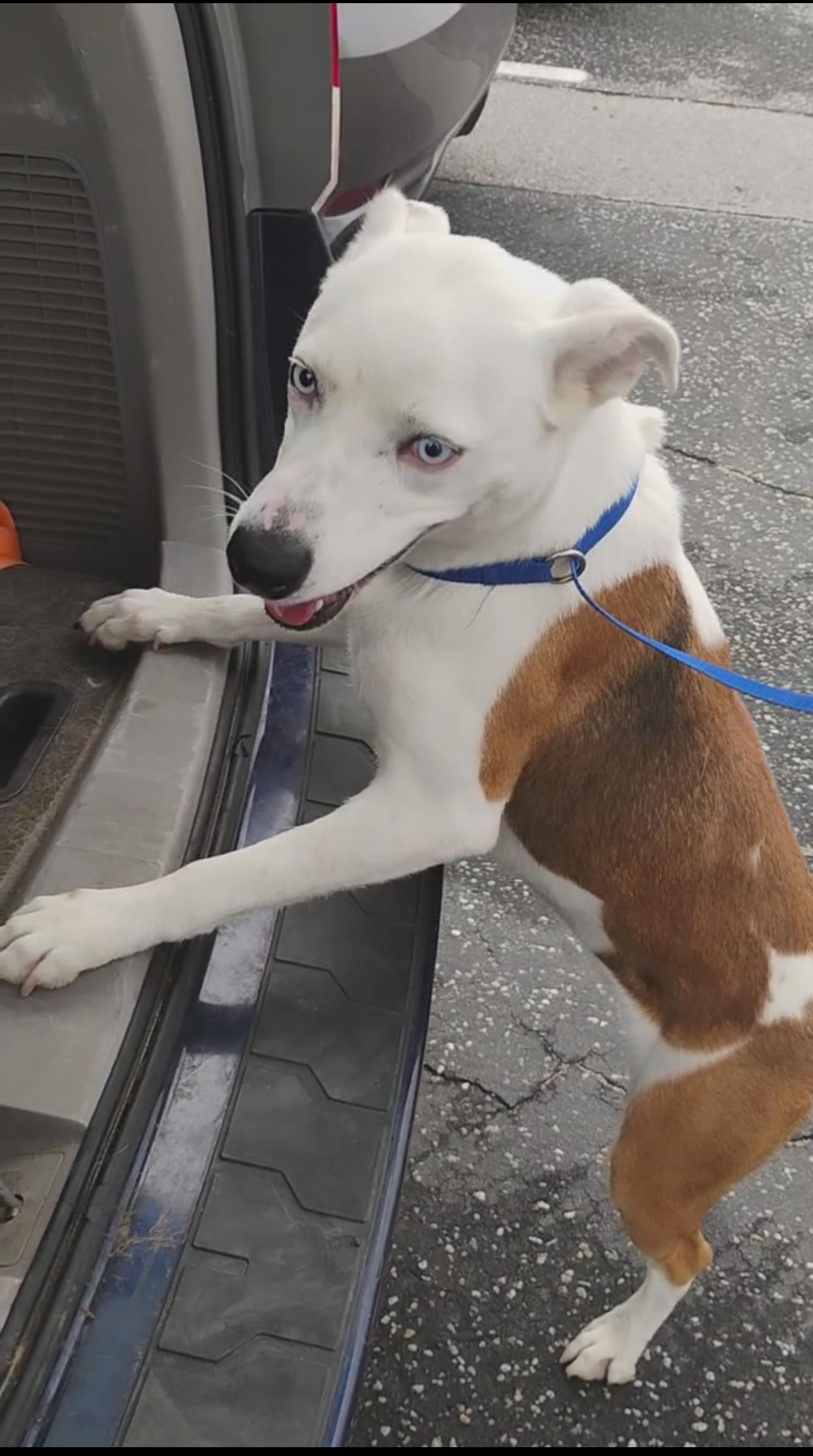 Enlarge Darla, a Adoptable mixed breed in Tarzana, CA image 3/5