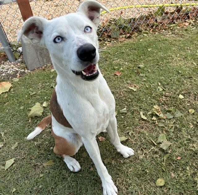 Enlarge Darla, a Adoptable mixed breed in Tarzana, CA image 4/5