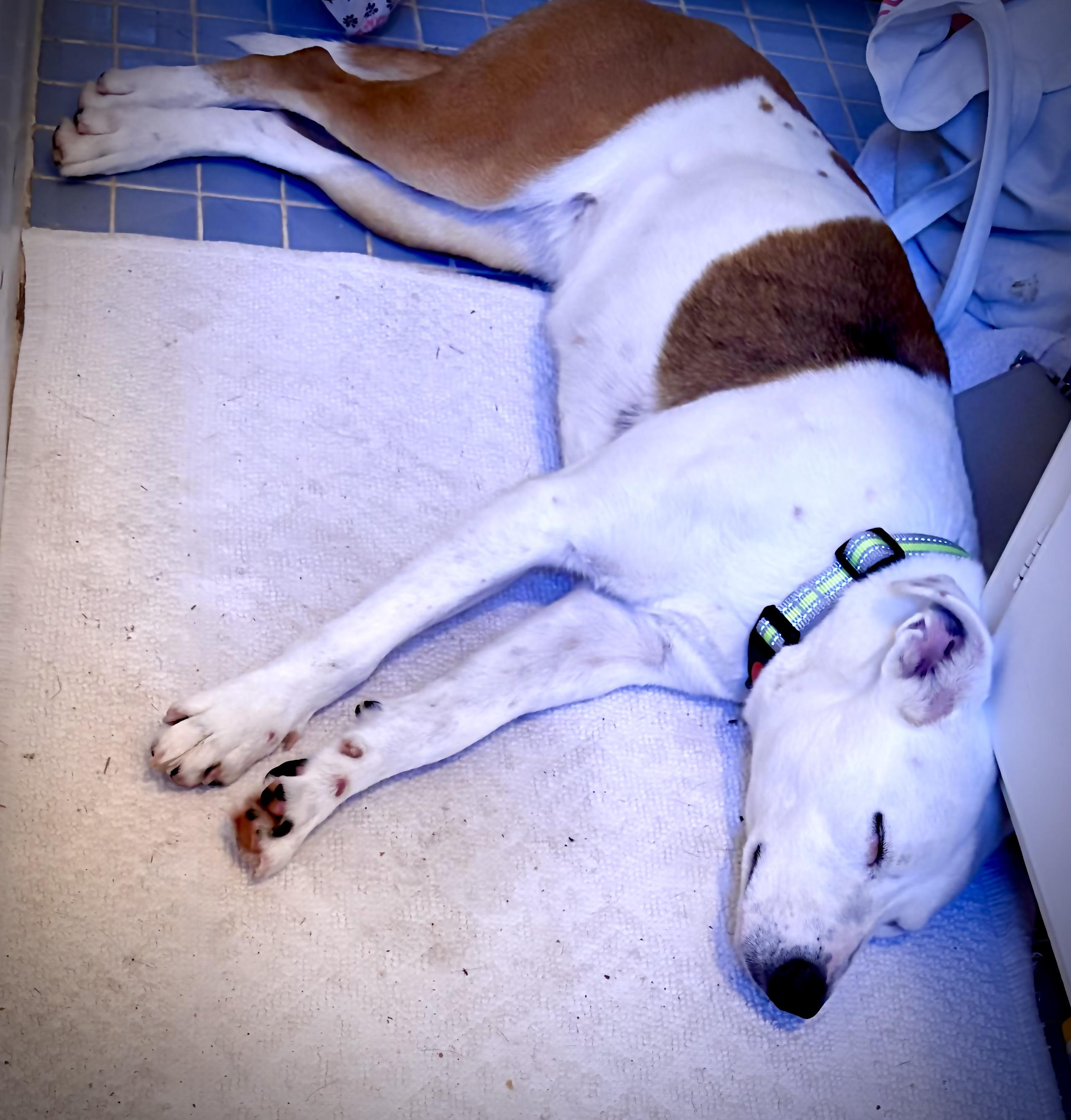 Enlarge Darla, a Adoptable mixed breed in Tarzana, CA image 5/5