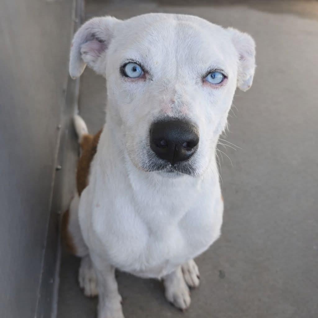 Darla, Adoptable, Puppy Female Siberian Husky & American Staffordshire Terrier.