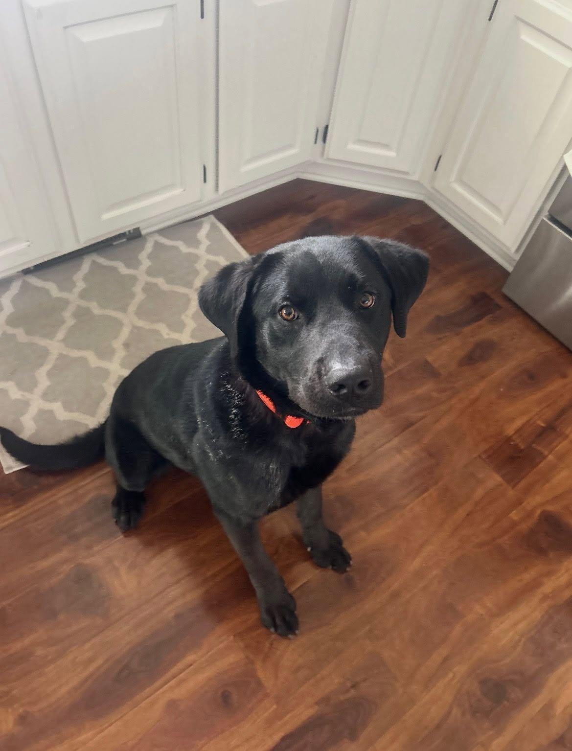 Mil0, Adoptable, Young Male Labrador Retriever.