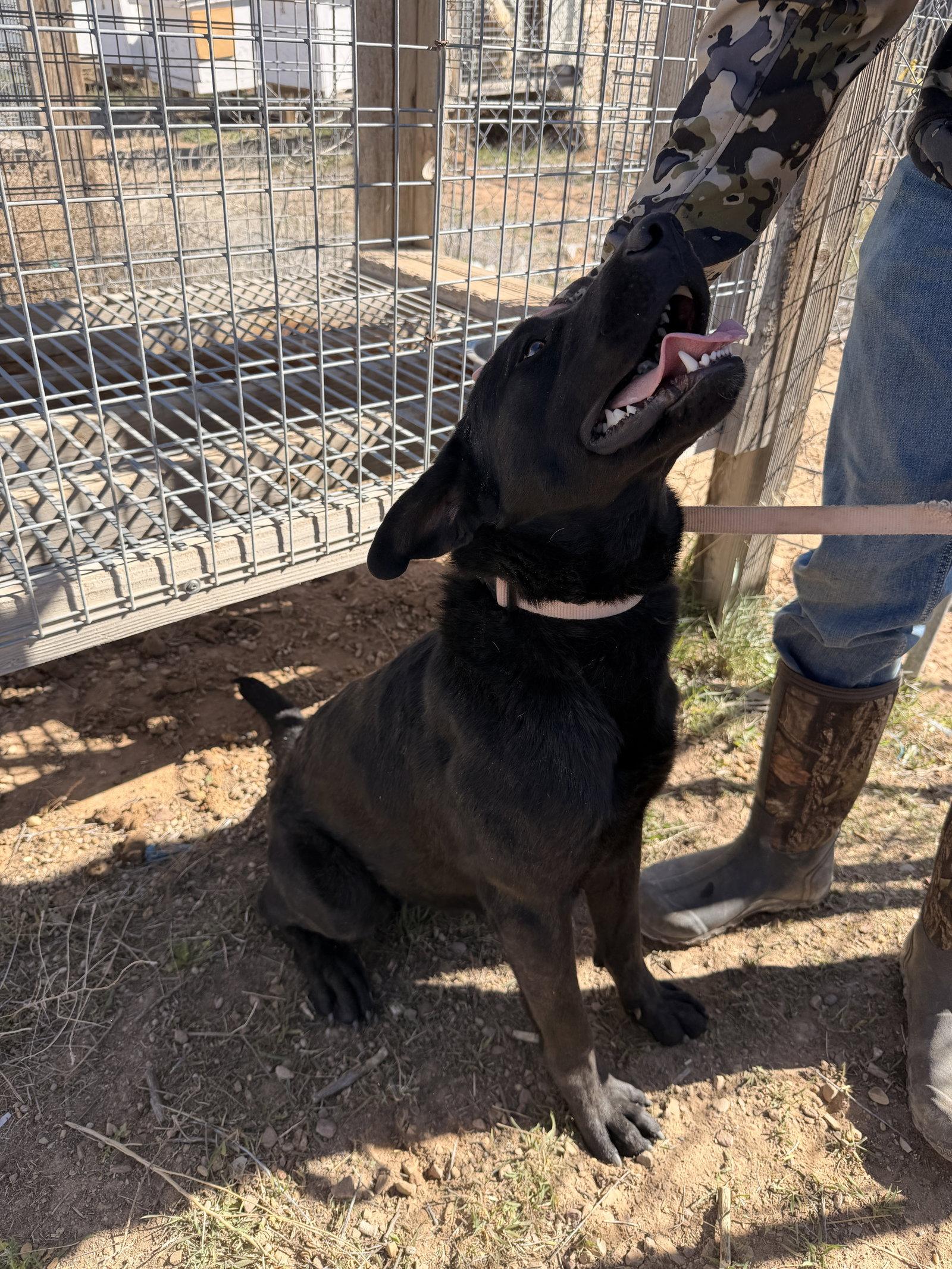 Mil0, a Adoptable Labrador Retriever in Midway, UT image 2/2