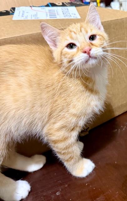Enlarge LUKE, a ADOPTABLE Domestic Short Hair in Lake Ozark, MO image 1/1