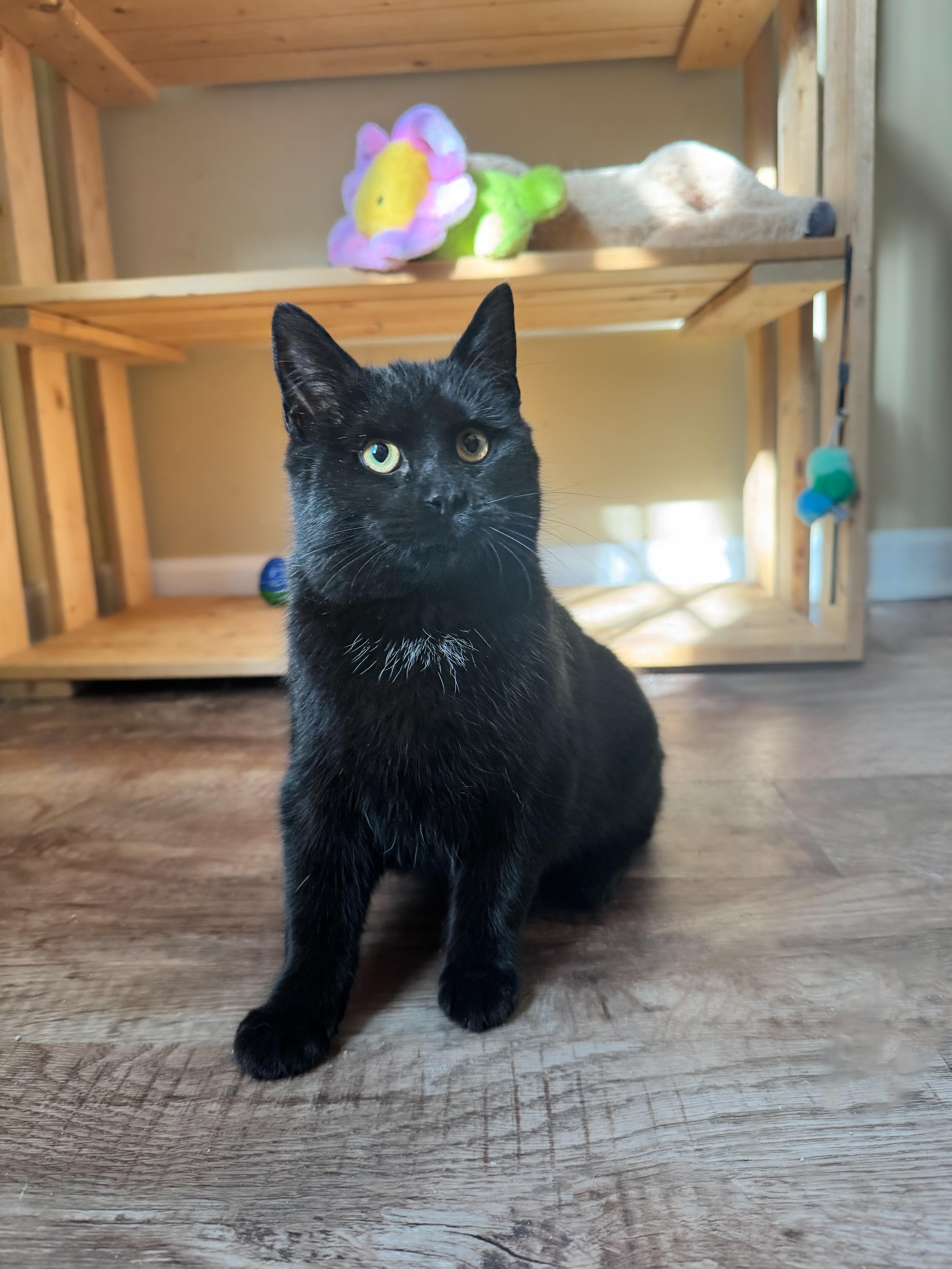 Platypus, an adopted Domestic Short Hair in Mooresville, NC image 5/5