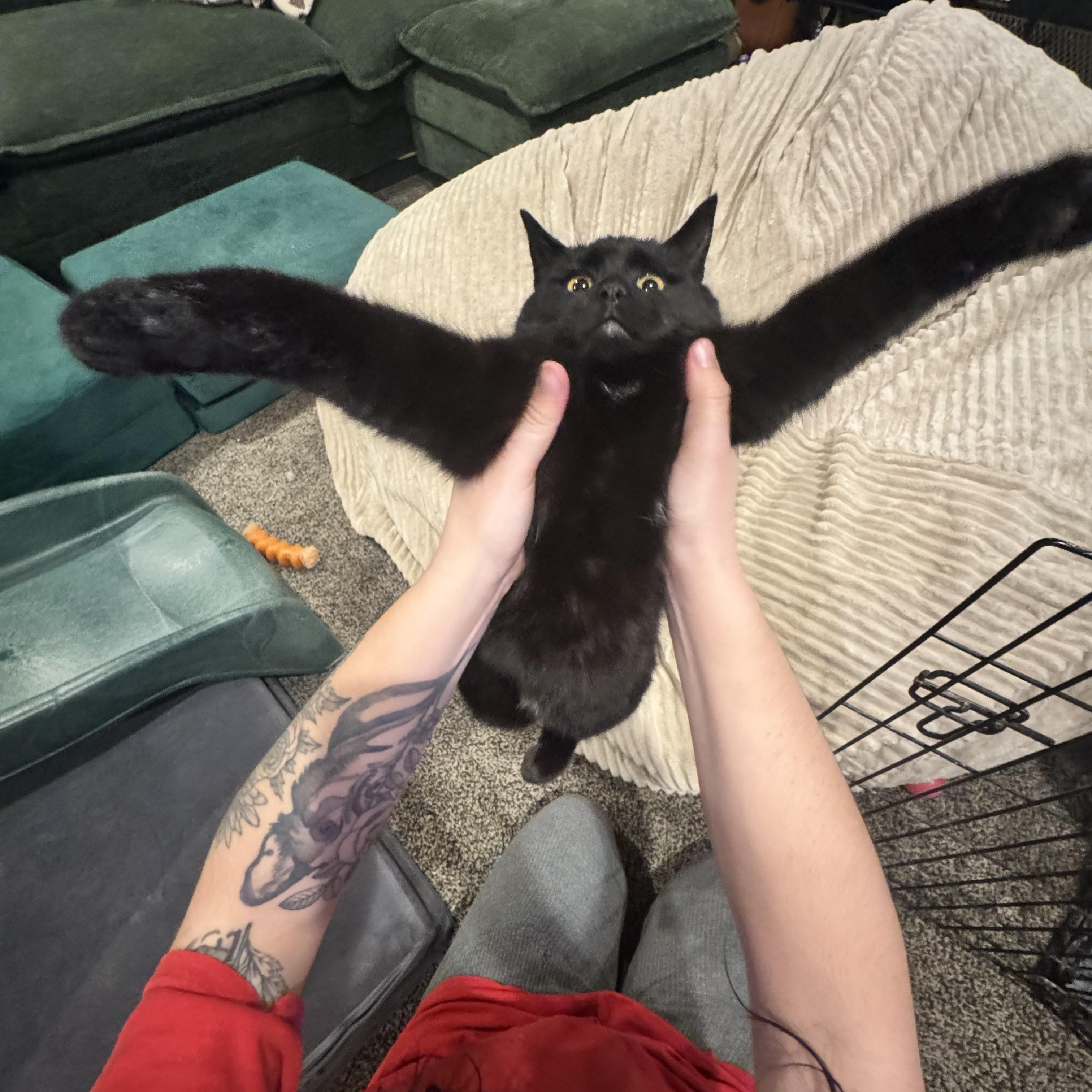 Platypus, an adopted Domestic Short Hair in Mooresville, NC image 4/5