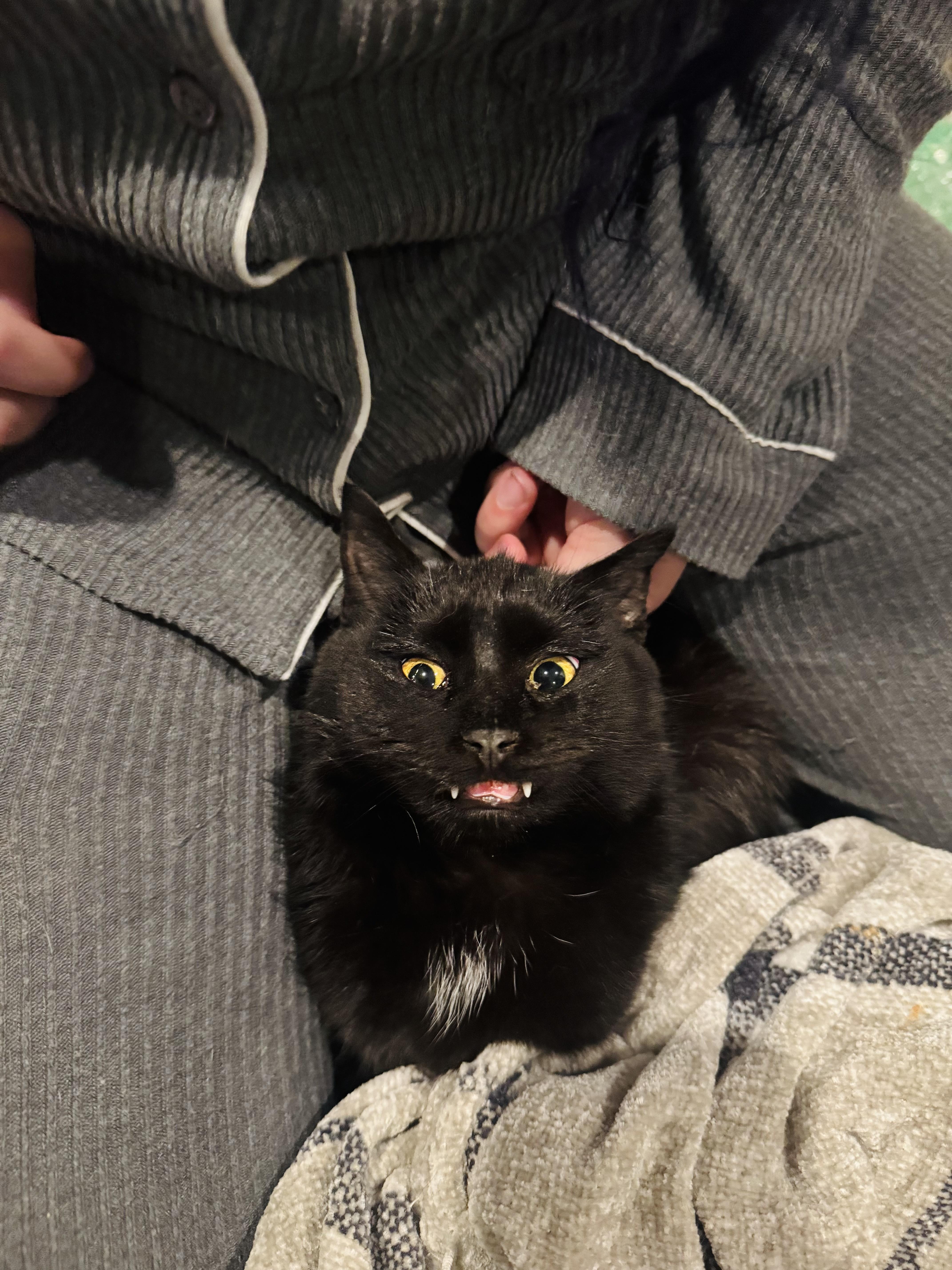 Platypus, Adoptable, Adult Male Domestic Short Hair.