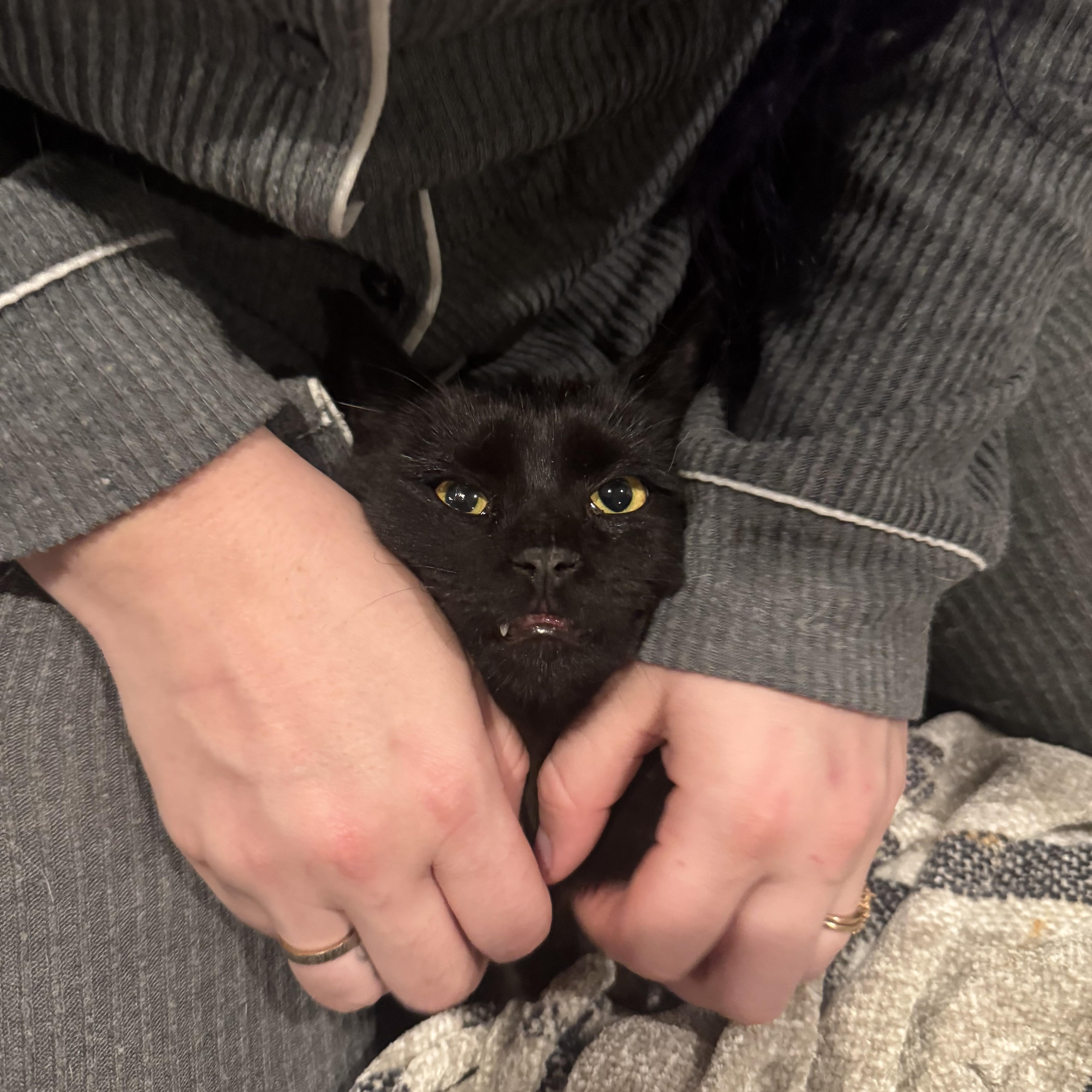 Platypus, an adopted Domestic Short Hair in Mooresville, NC image 3/5